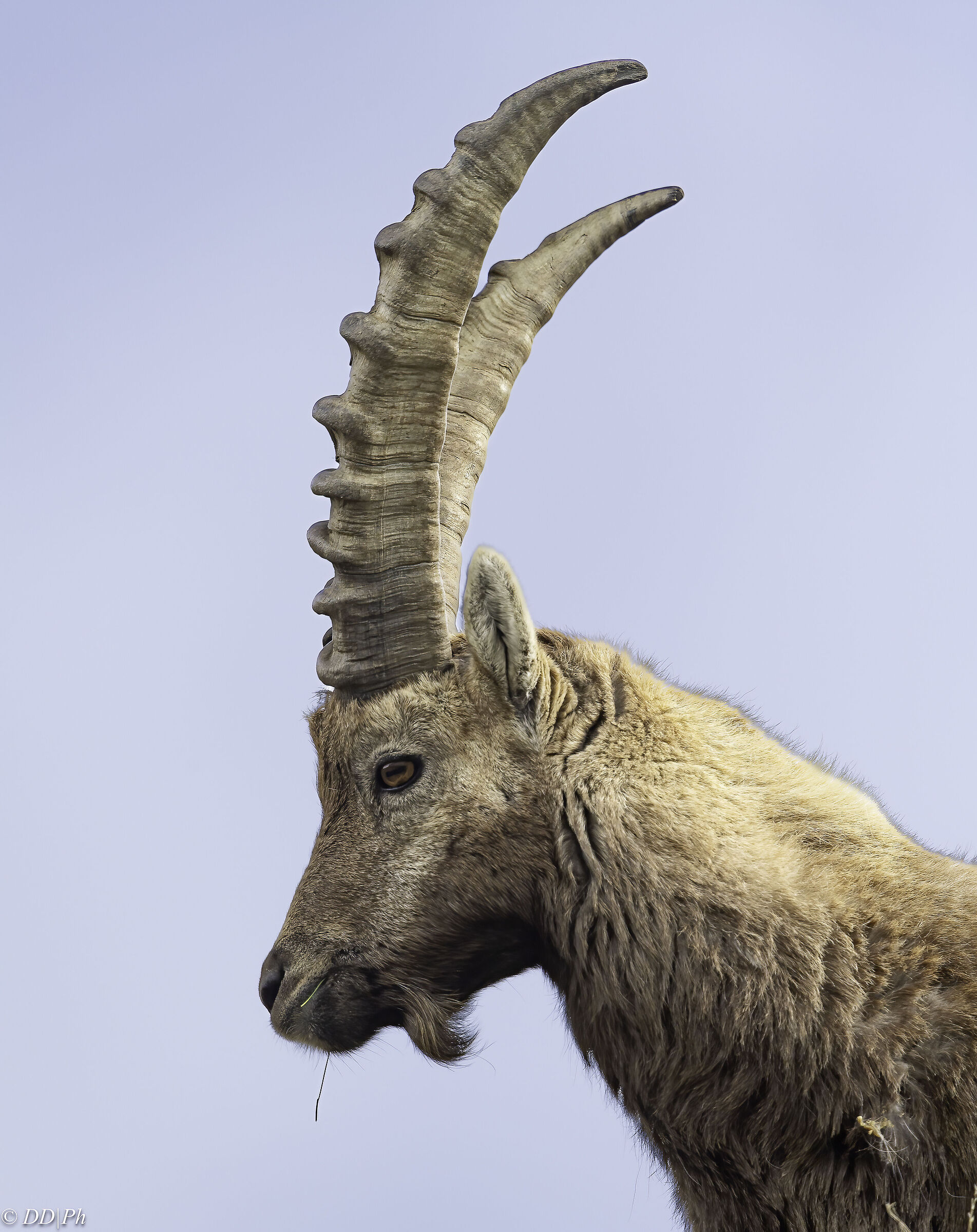 Ibex