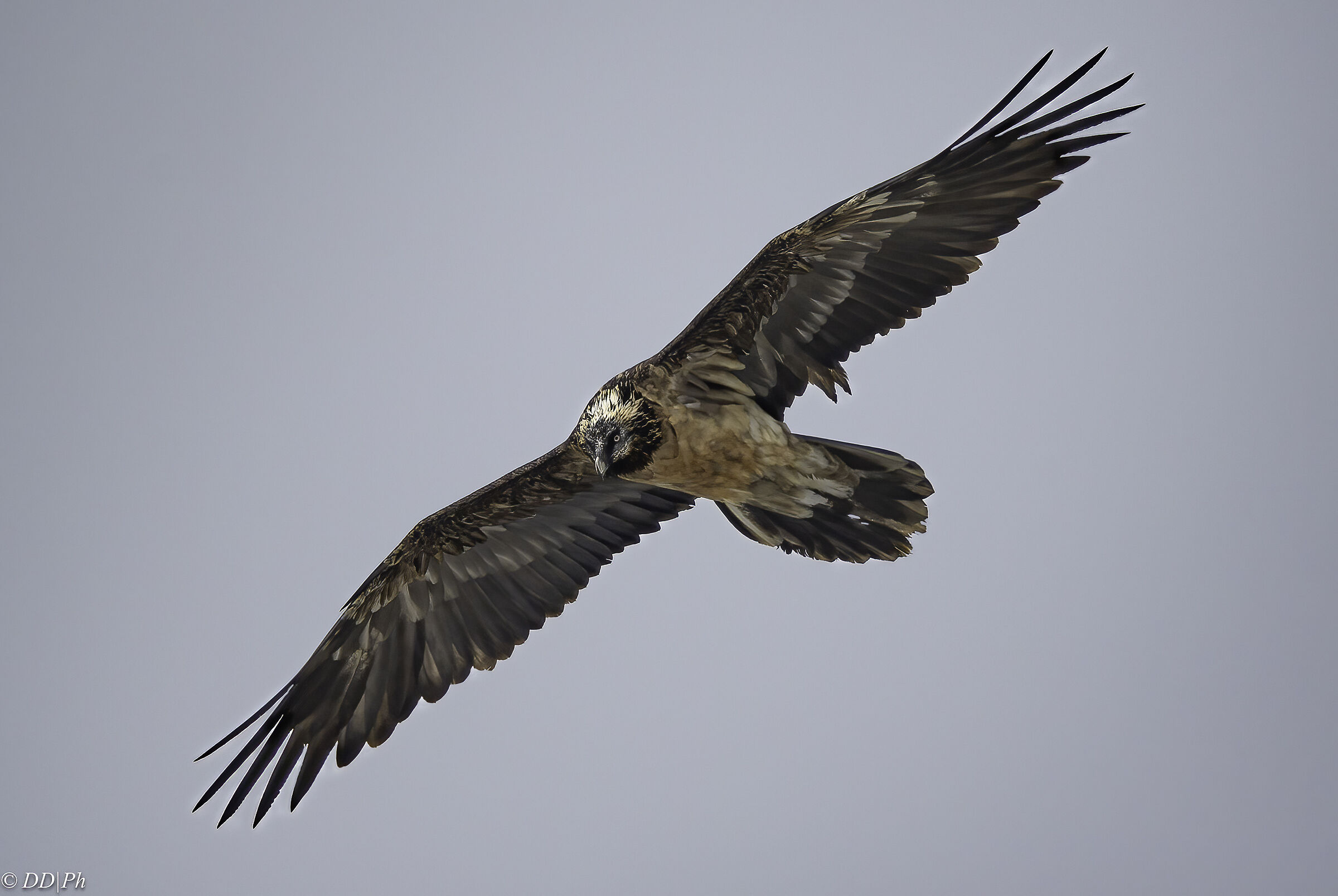 Bearded vulture
