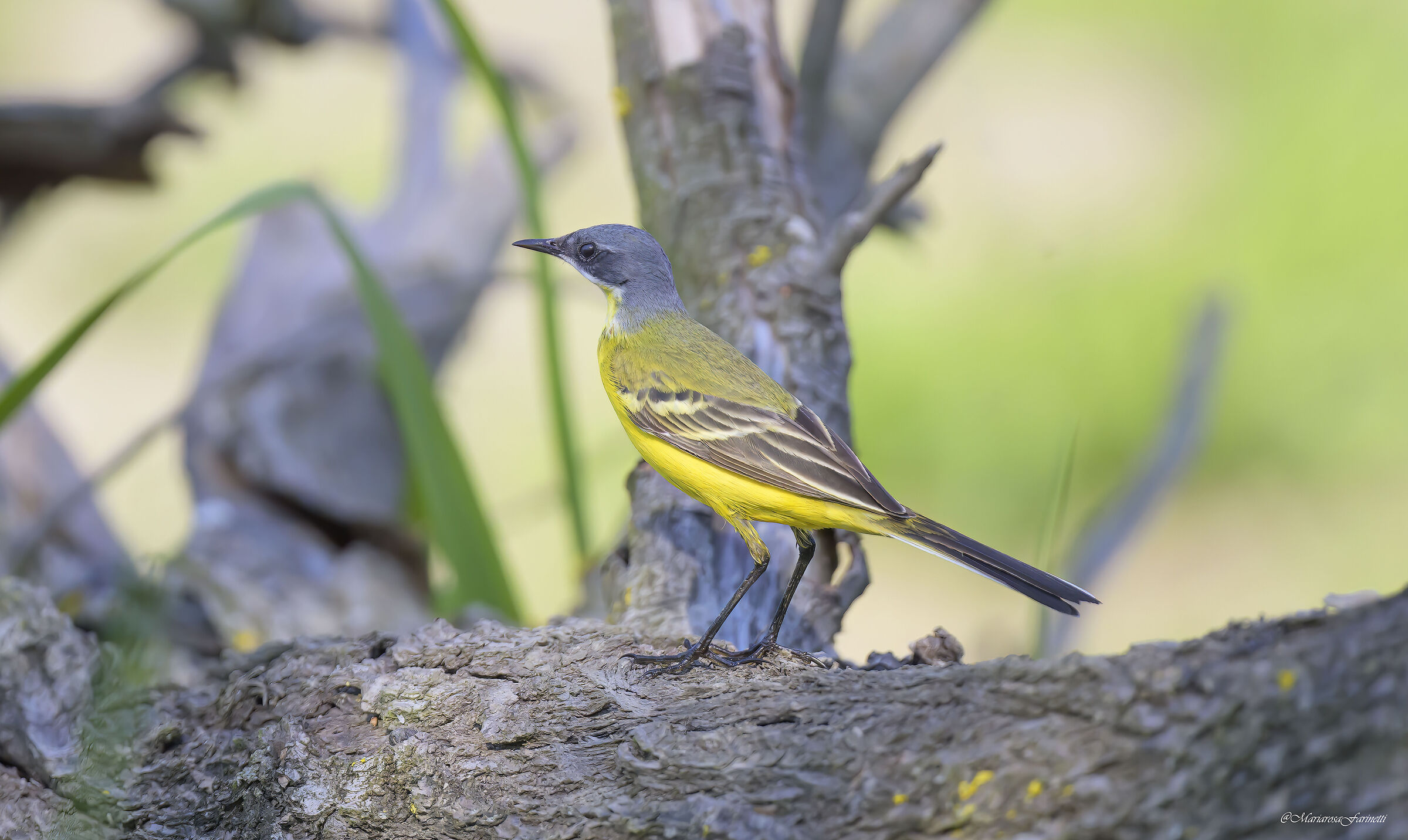 Cutrettola Capocenerino
