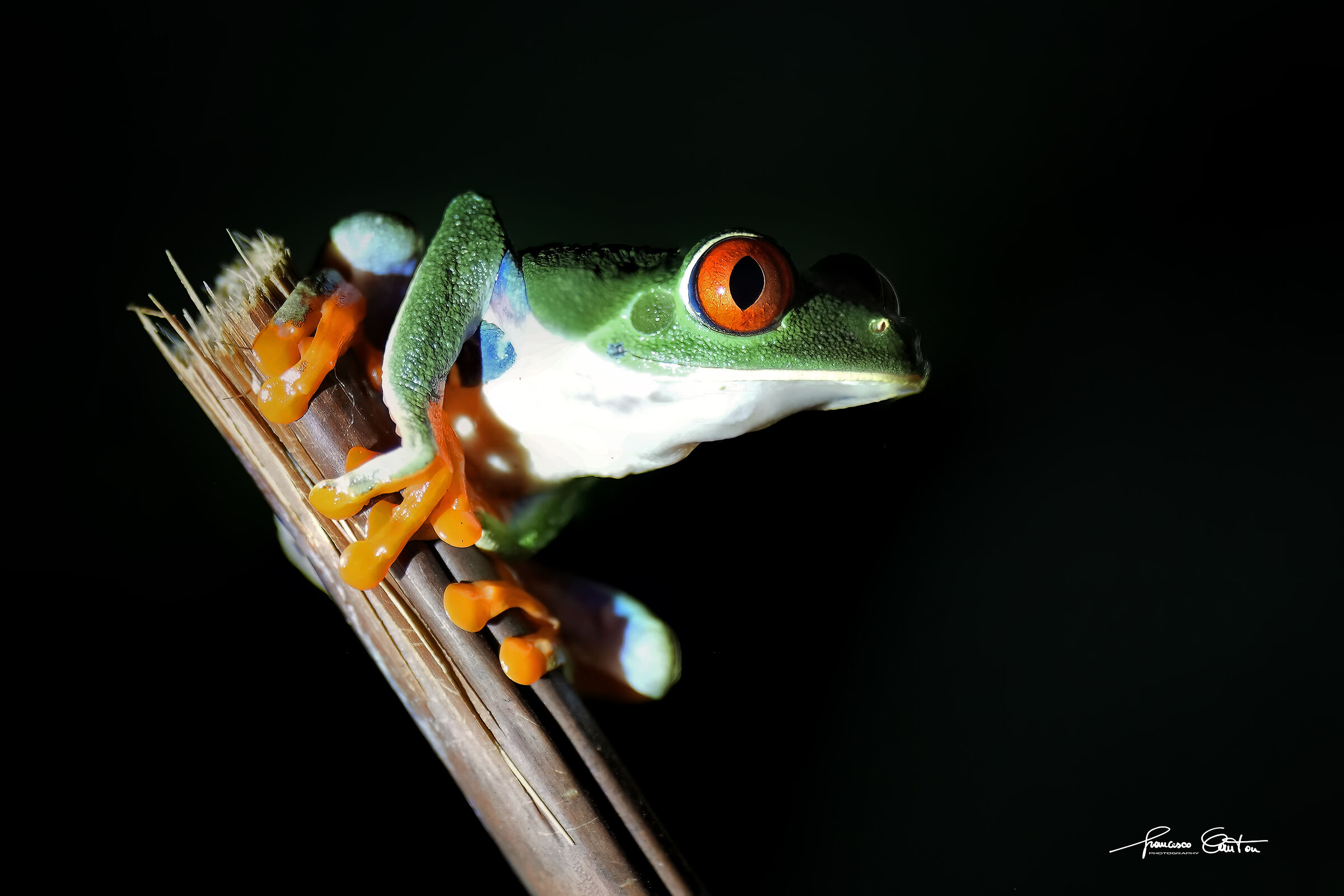 Red eye tree frog
