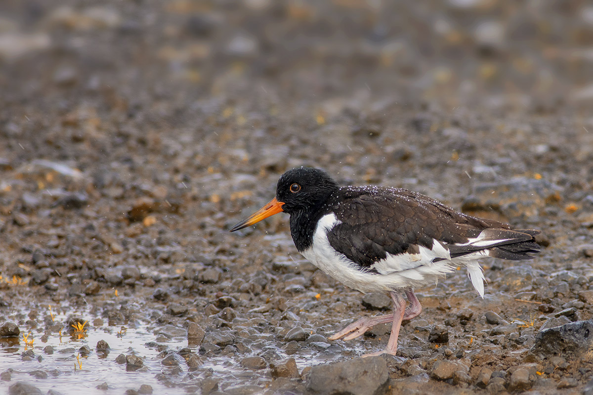Oystercatcher