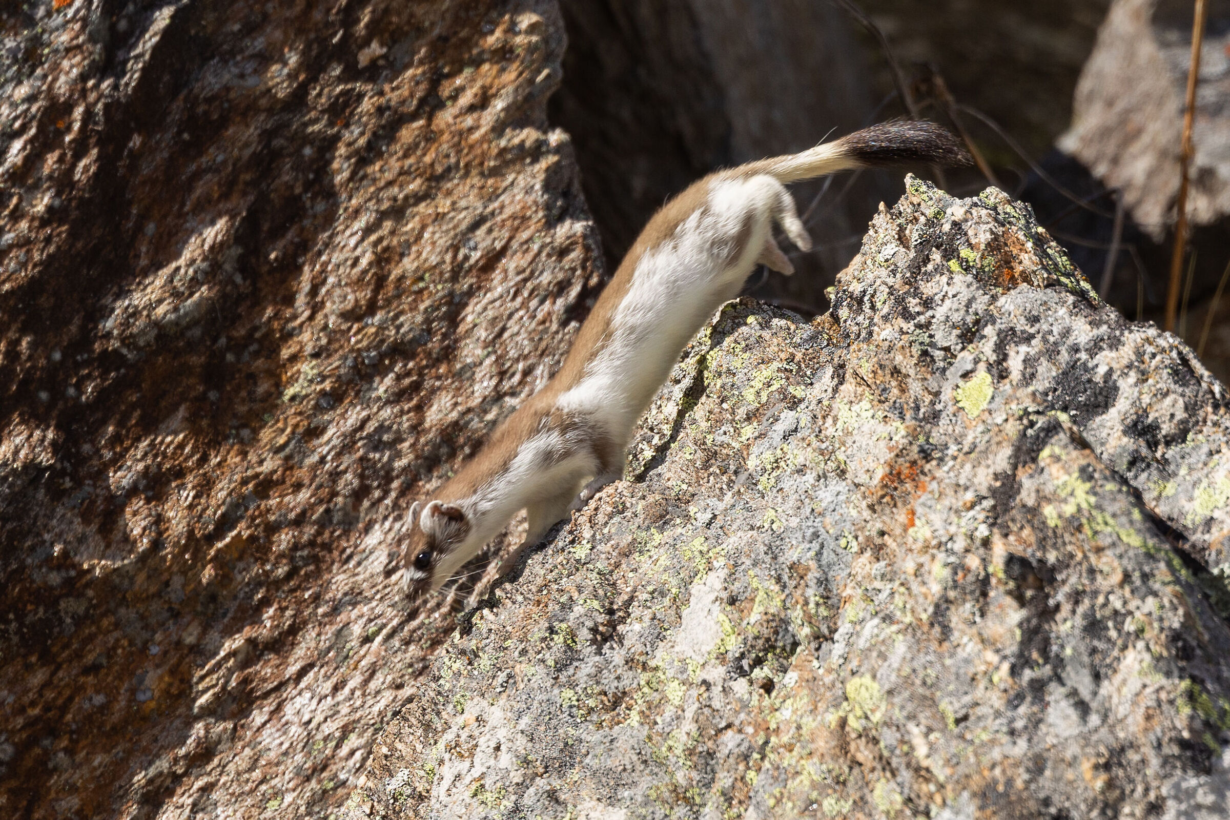 ermine
