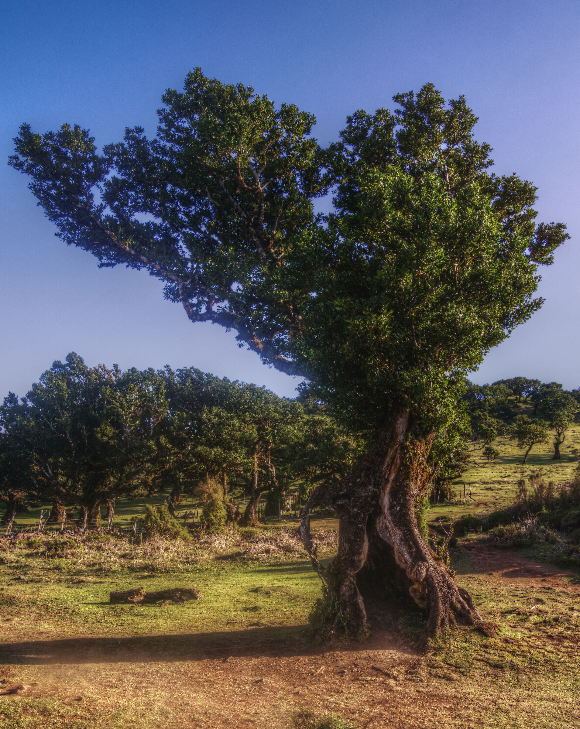 Fanal Forest