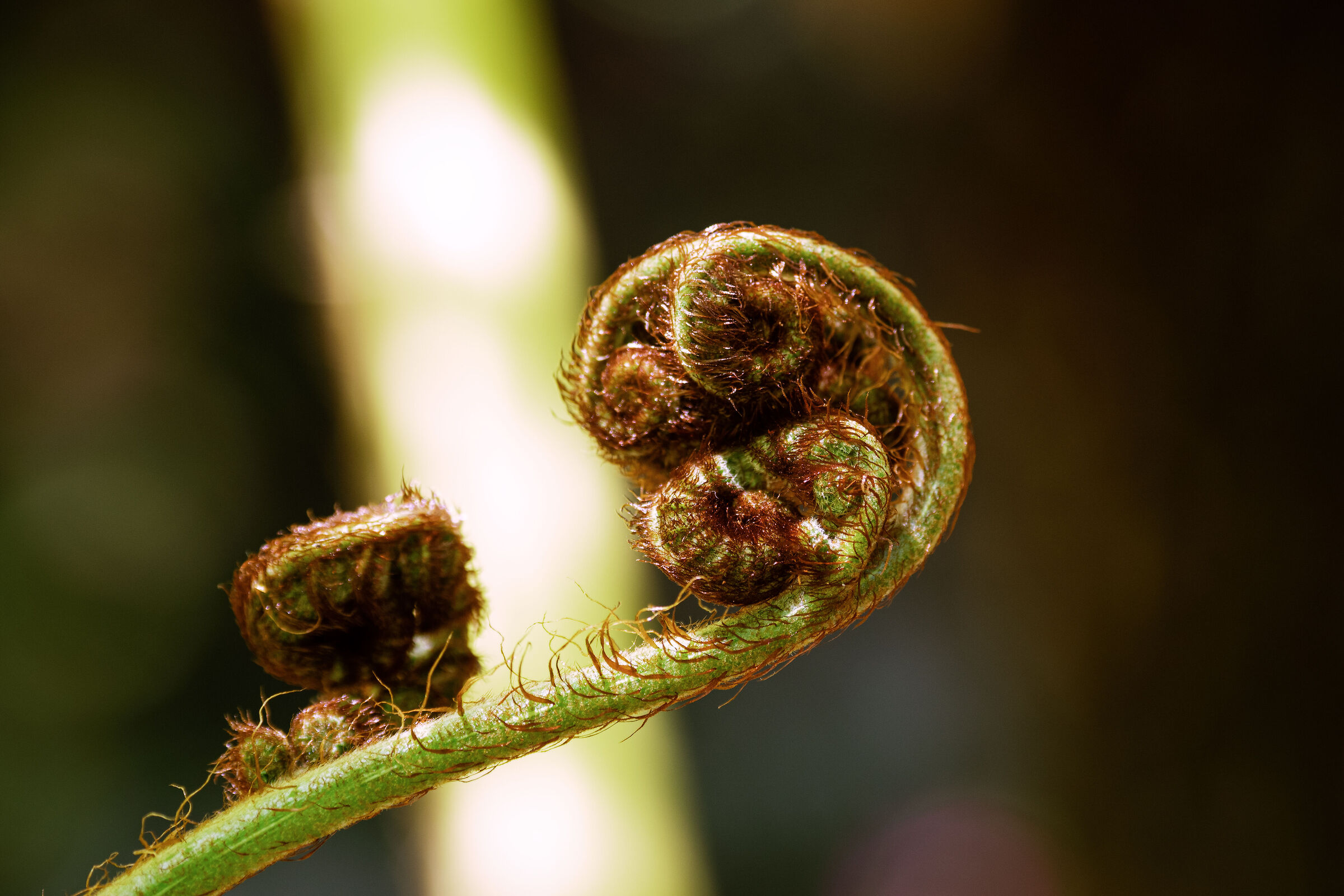 Monte Palace Garden of Funchal - Giant fern