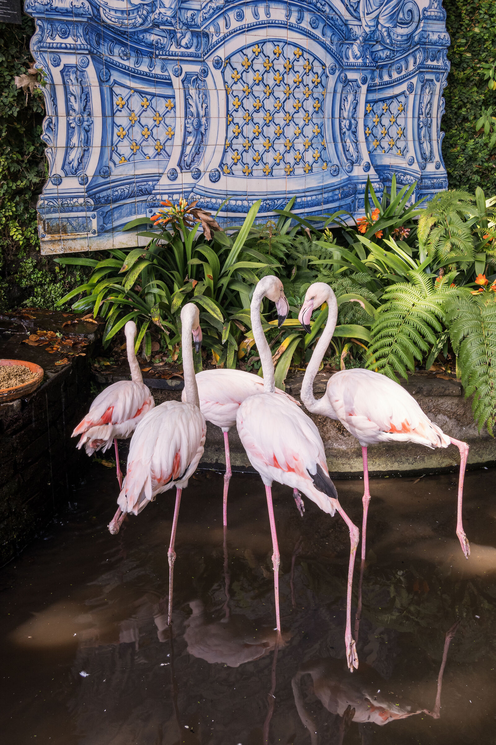 Flamingos at Monte Palace Garden in Funchal