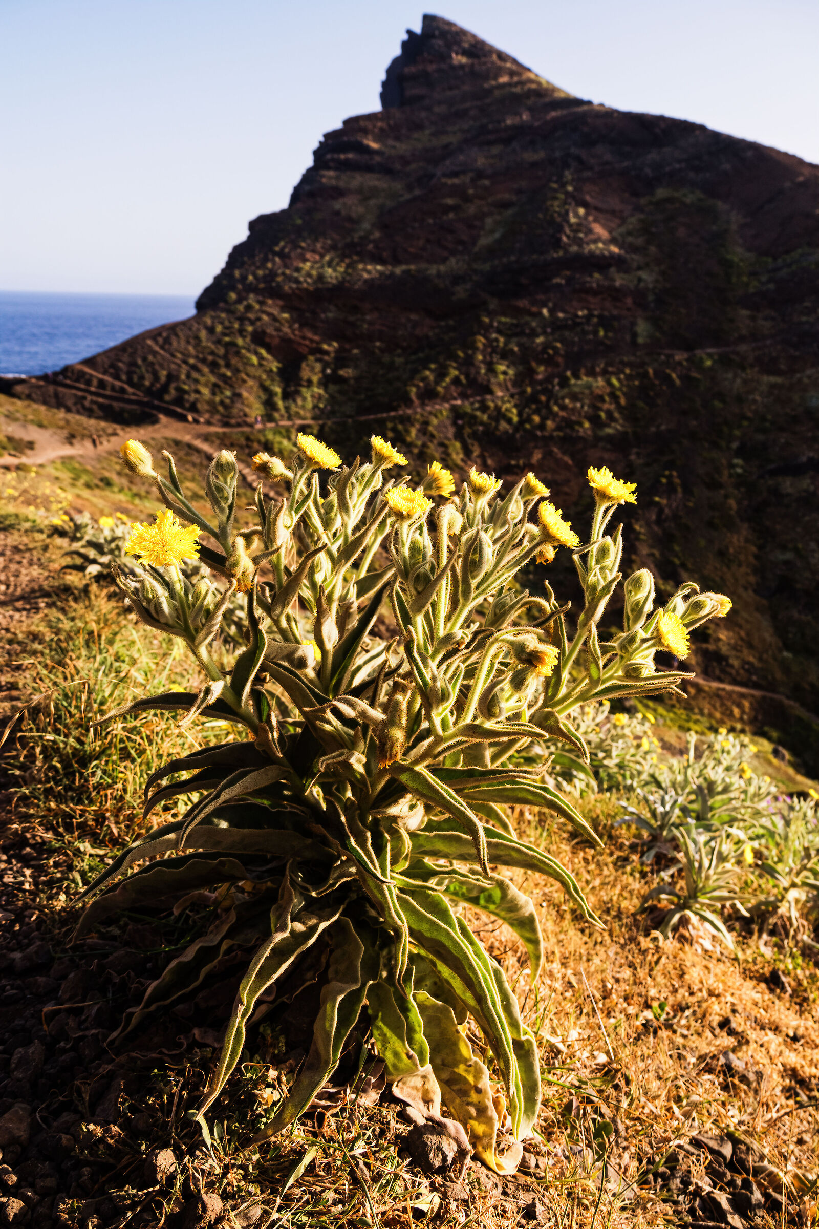 Flowers at the tip of S. Lorenzo