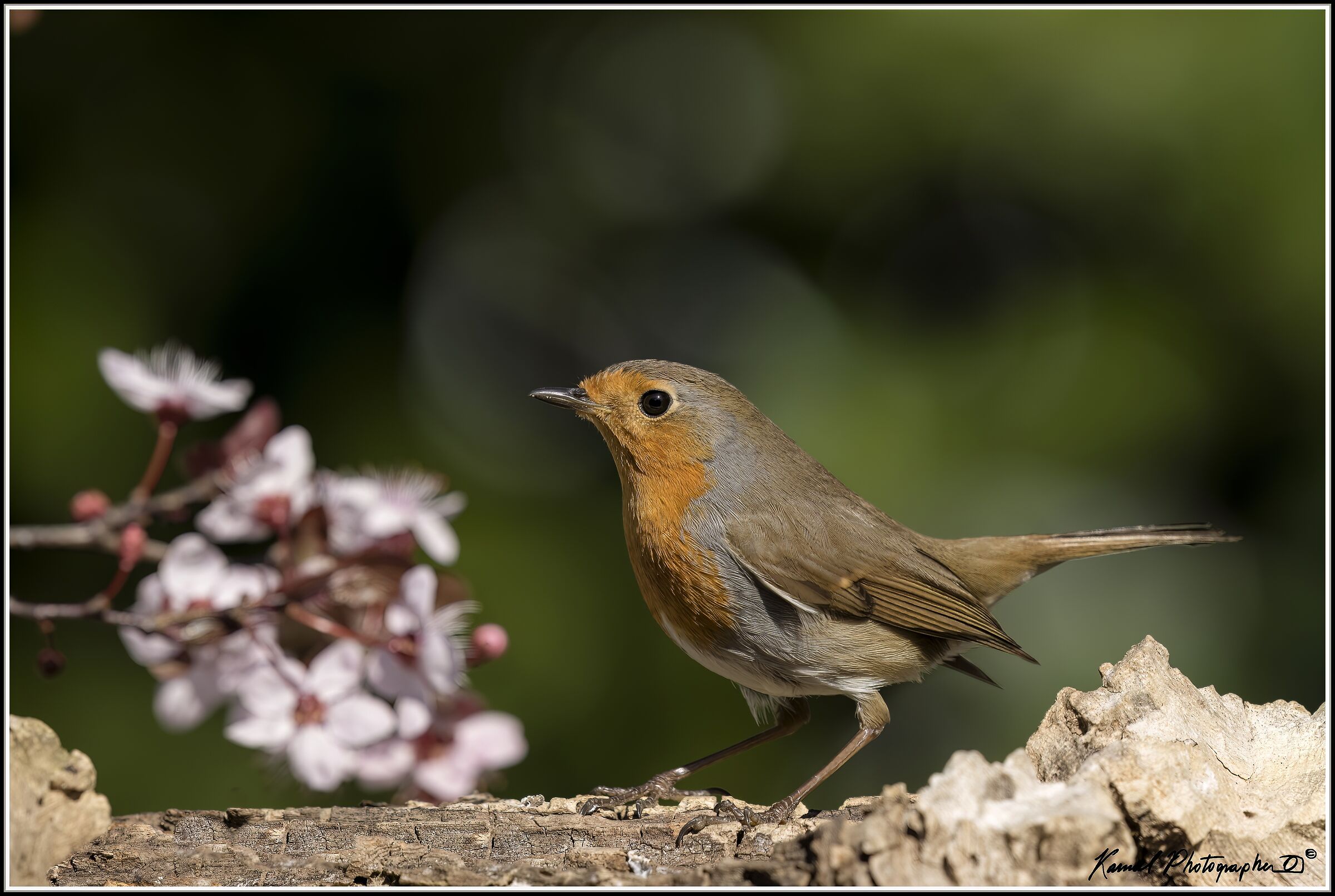 Erithacus rubecula