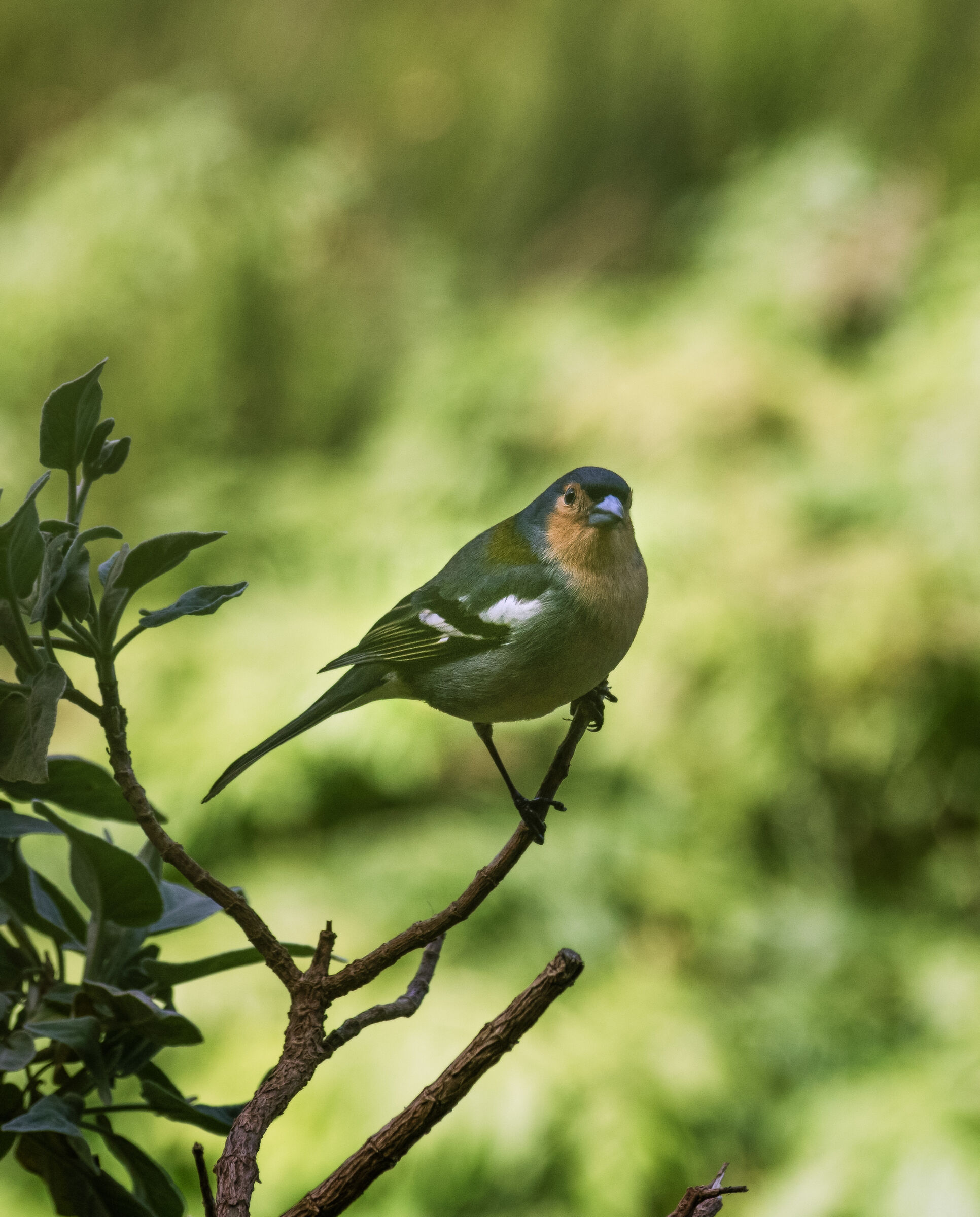Madeira - Local birdlife