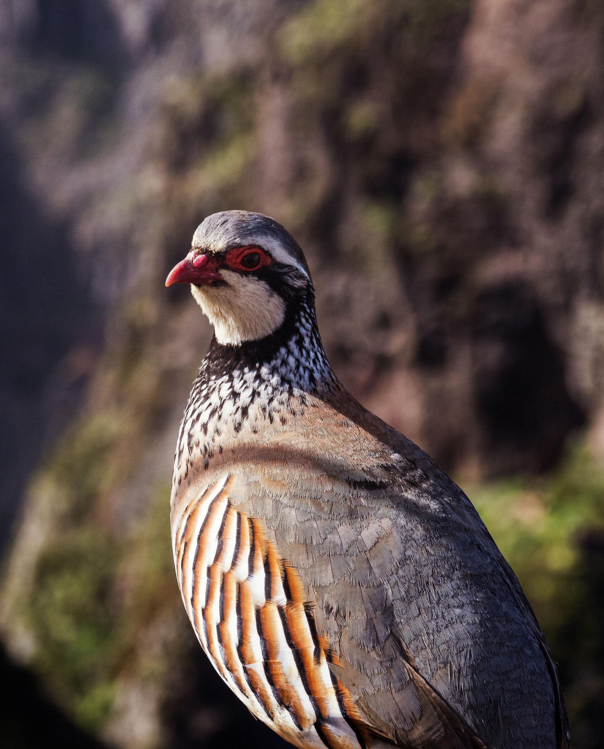 Madeira - Local birdlife