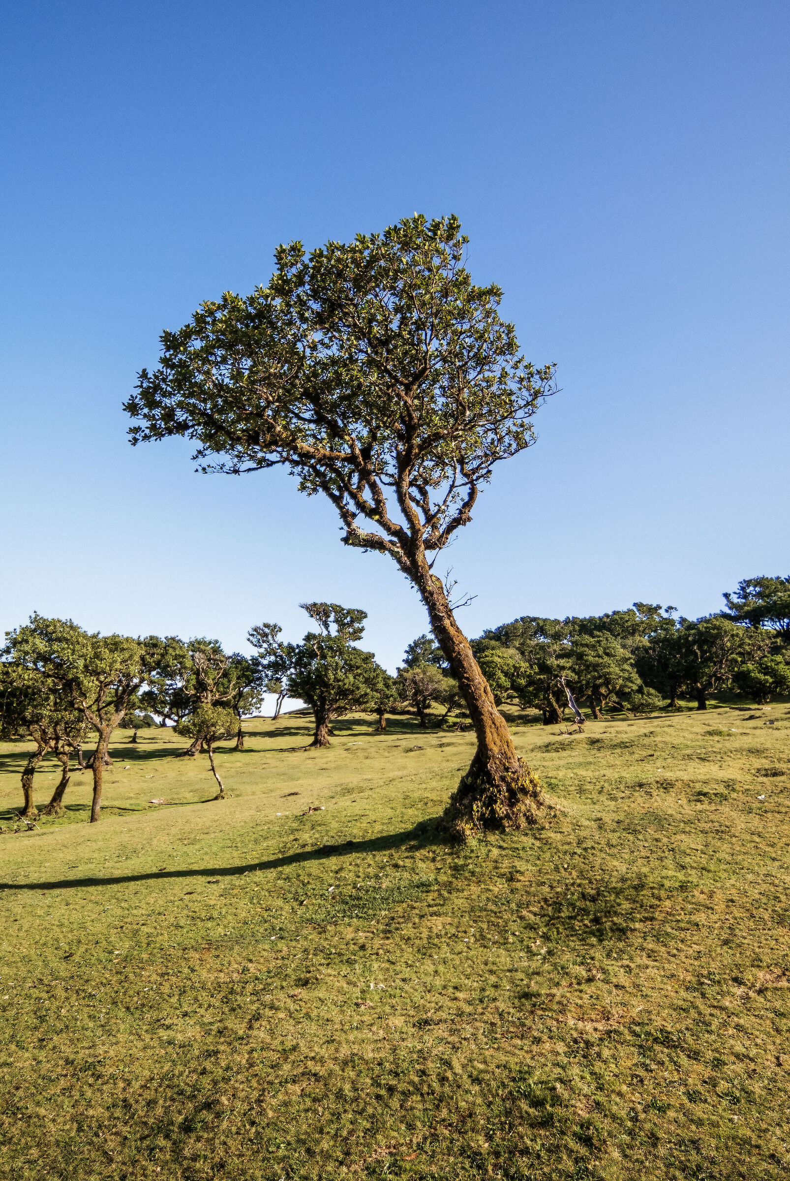 Fanal Forest