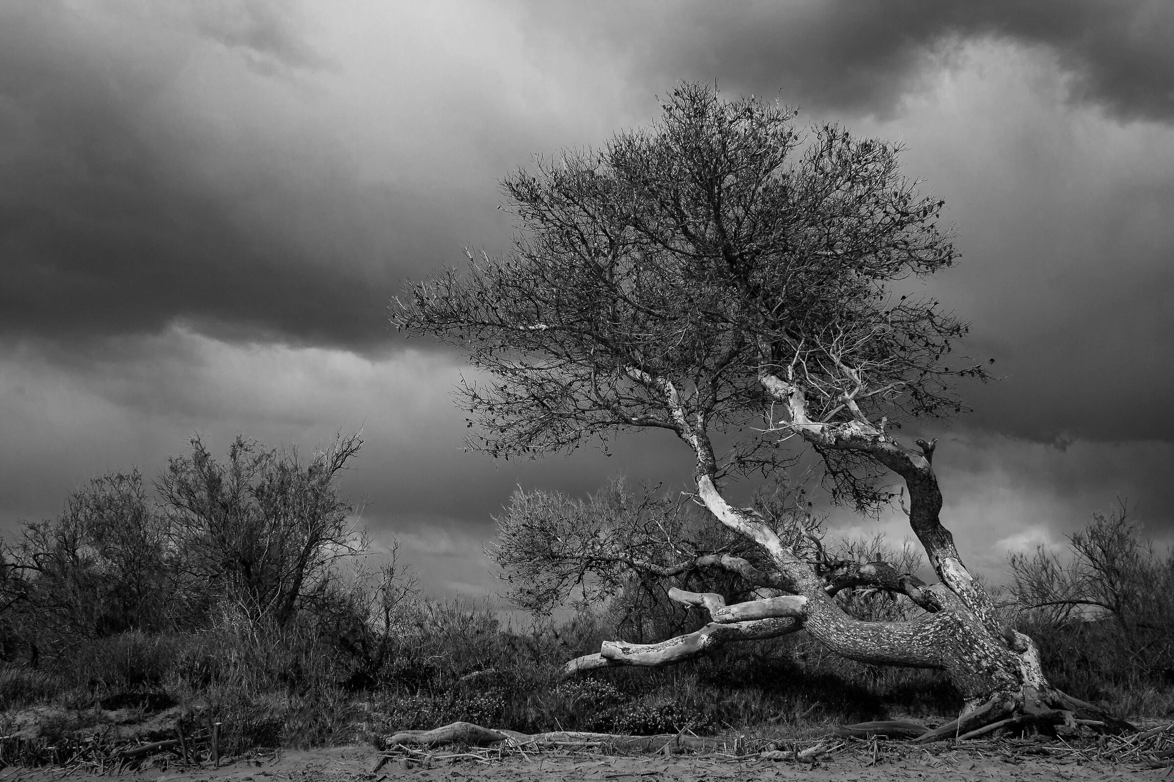 Riotorto (li) . località Mortelliccio