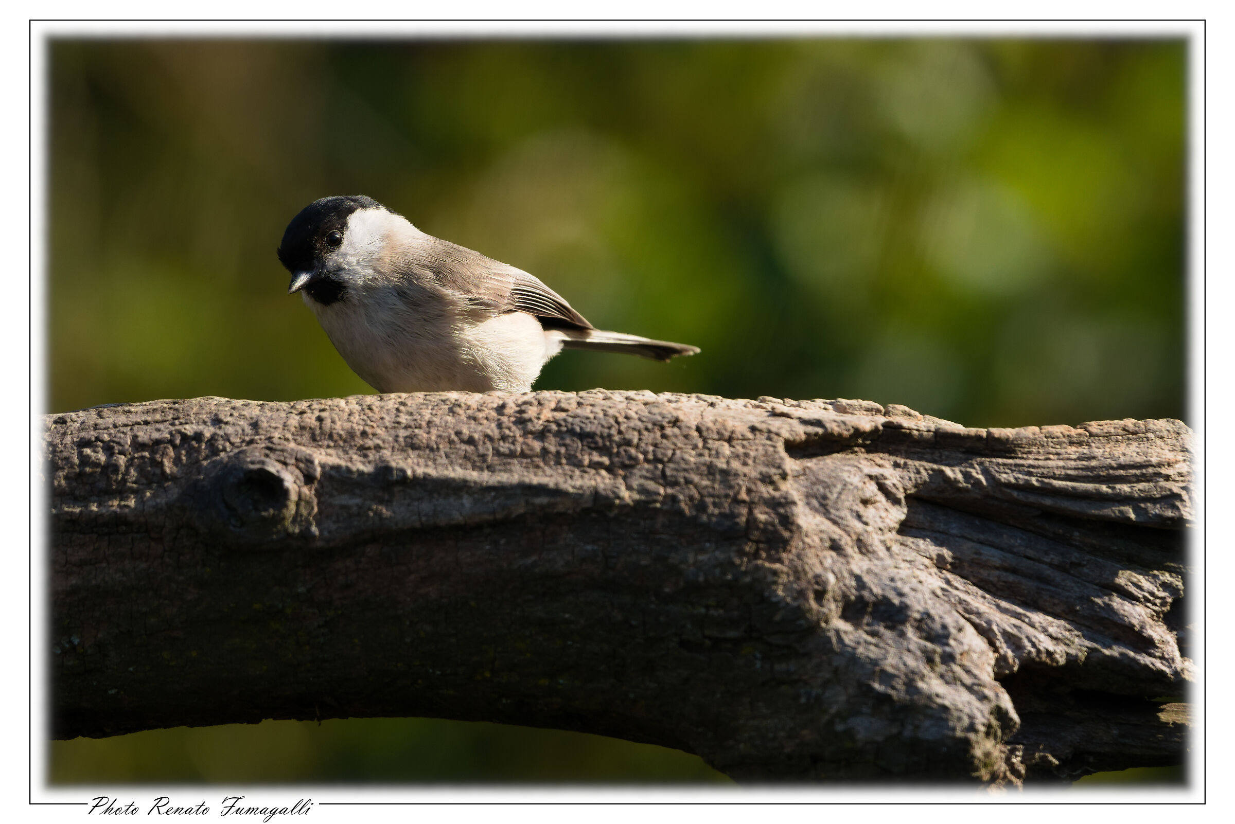 I'll keep an eye on you! Great (Poecile palustris)