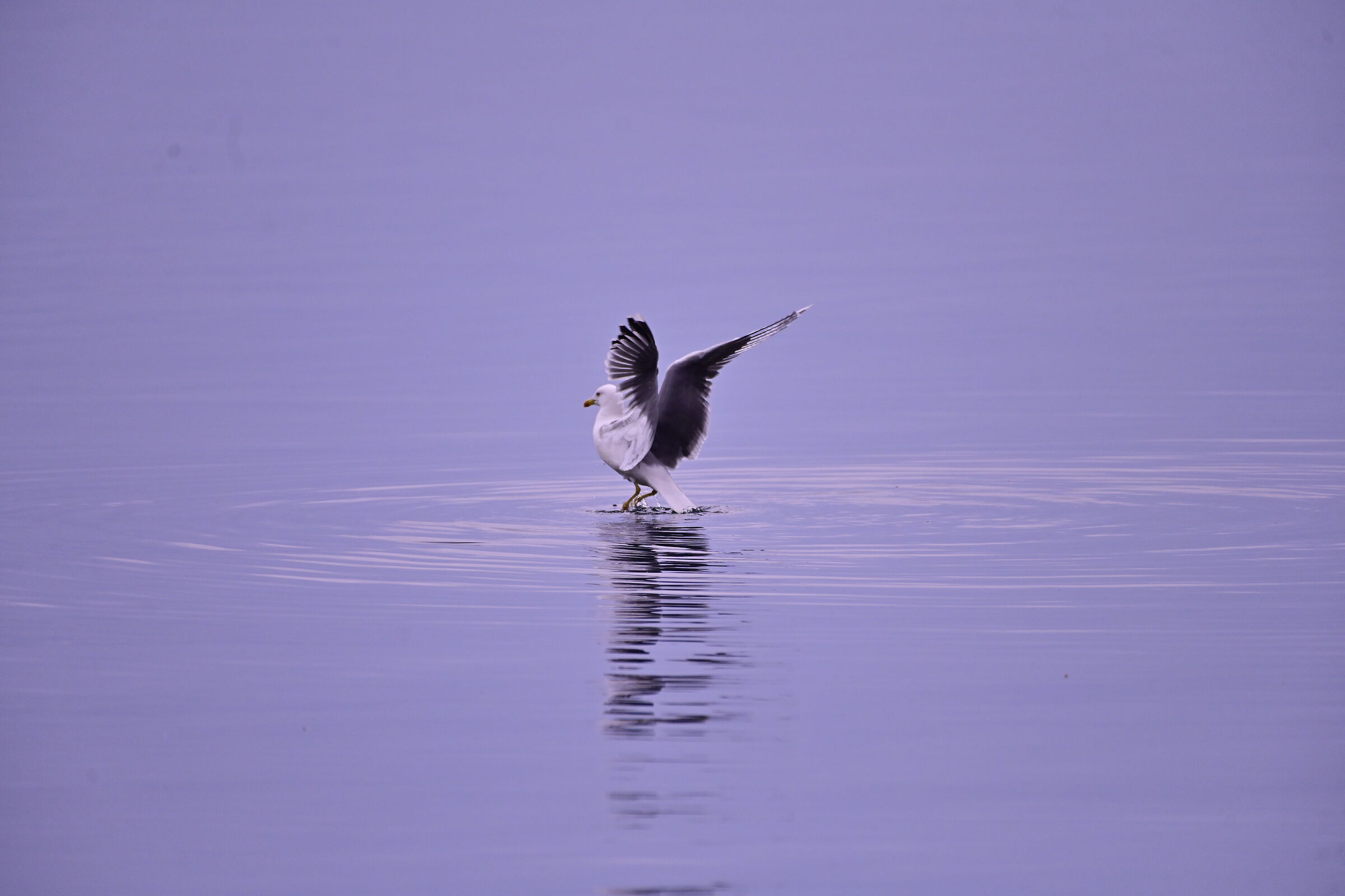 Walking on water