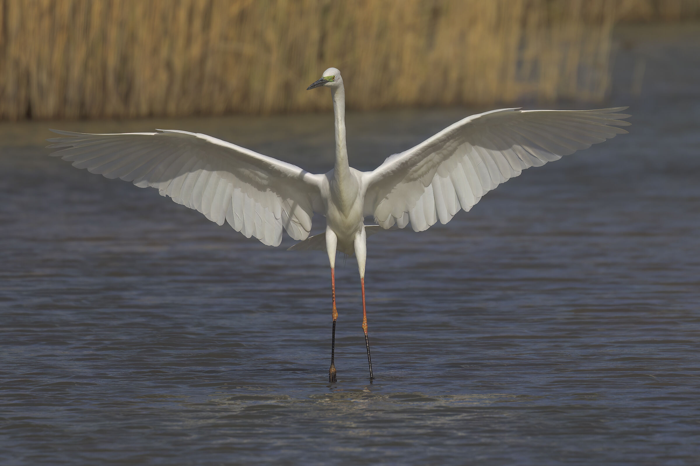 senior white in dress