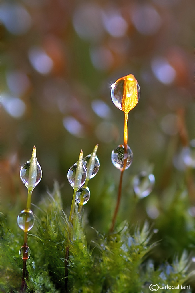 Moss & drops