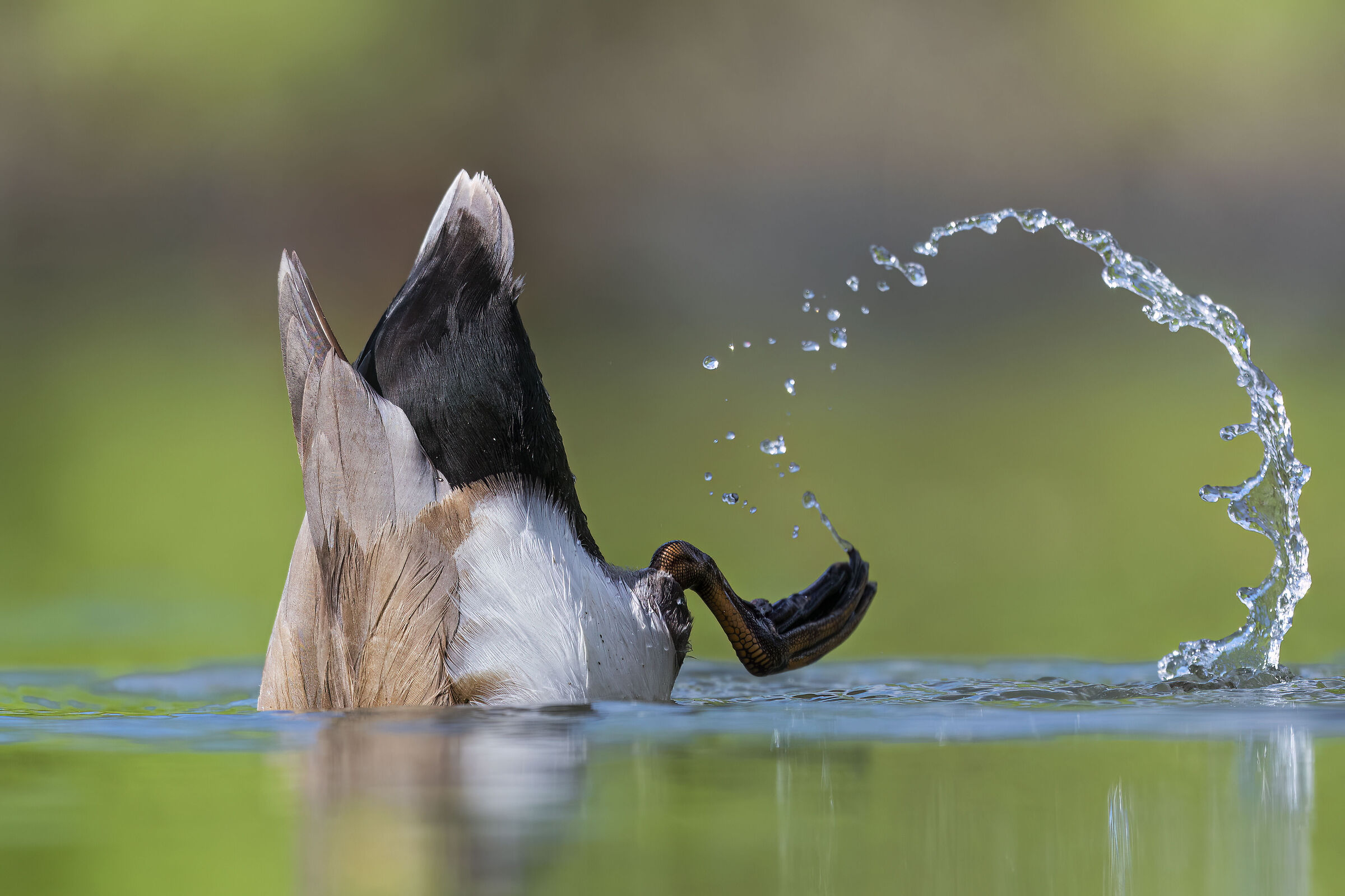 Playful Turkish wigeon