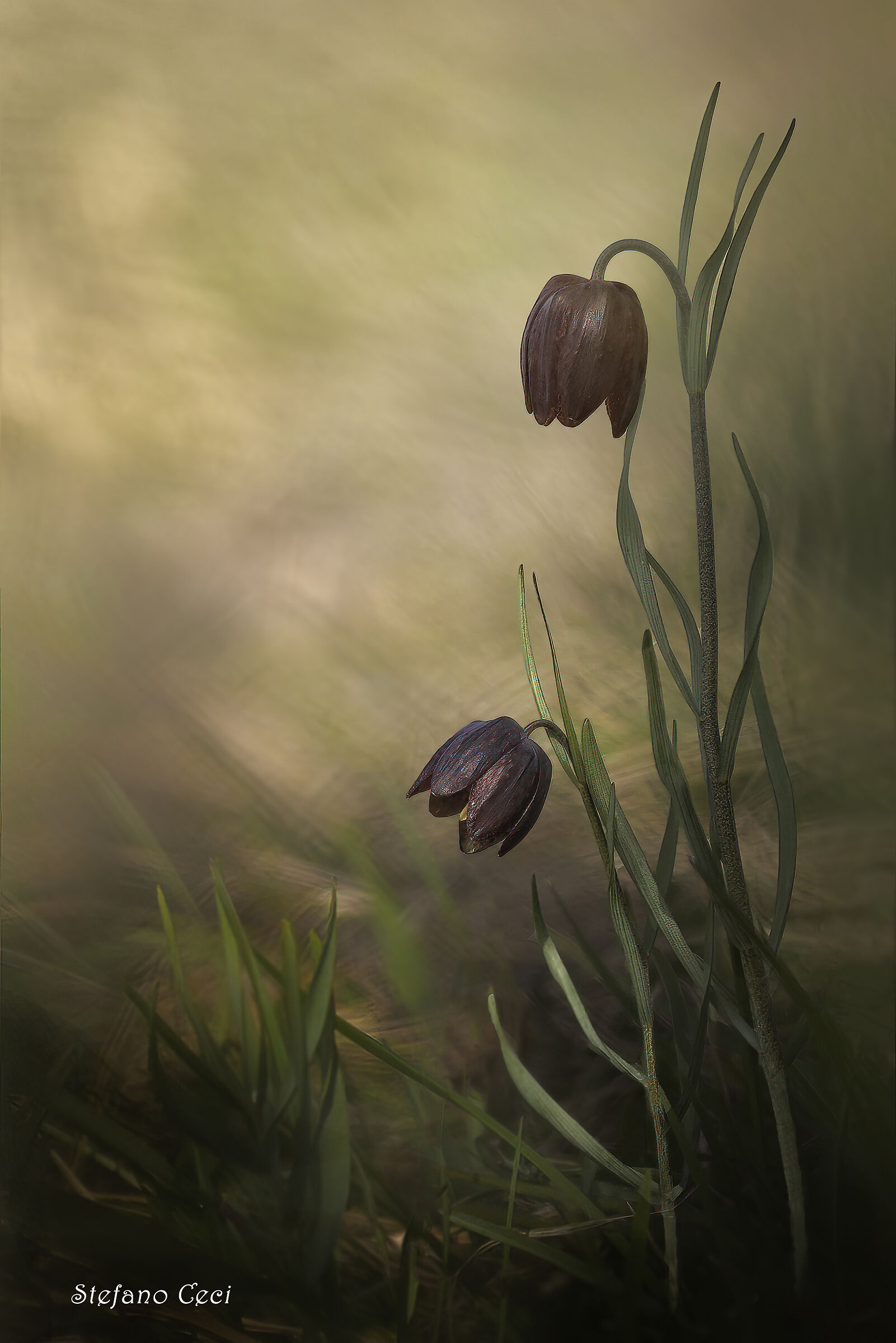 Fritillaria Tenella