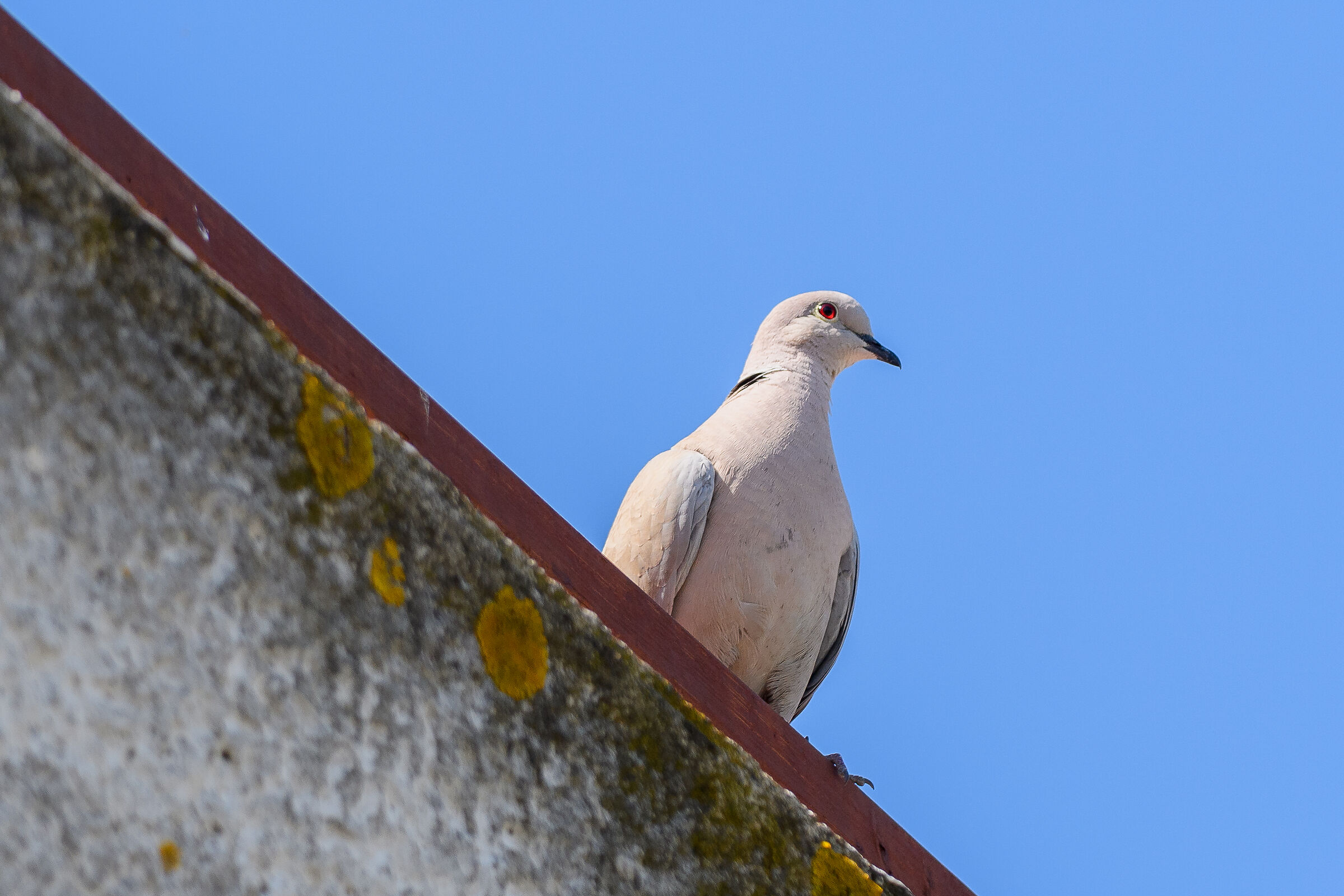 Turtle dove