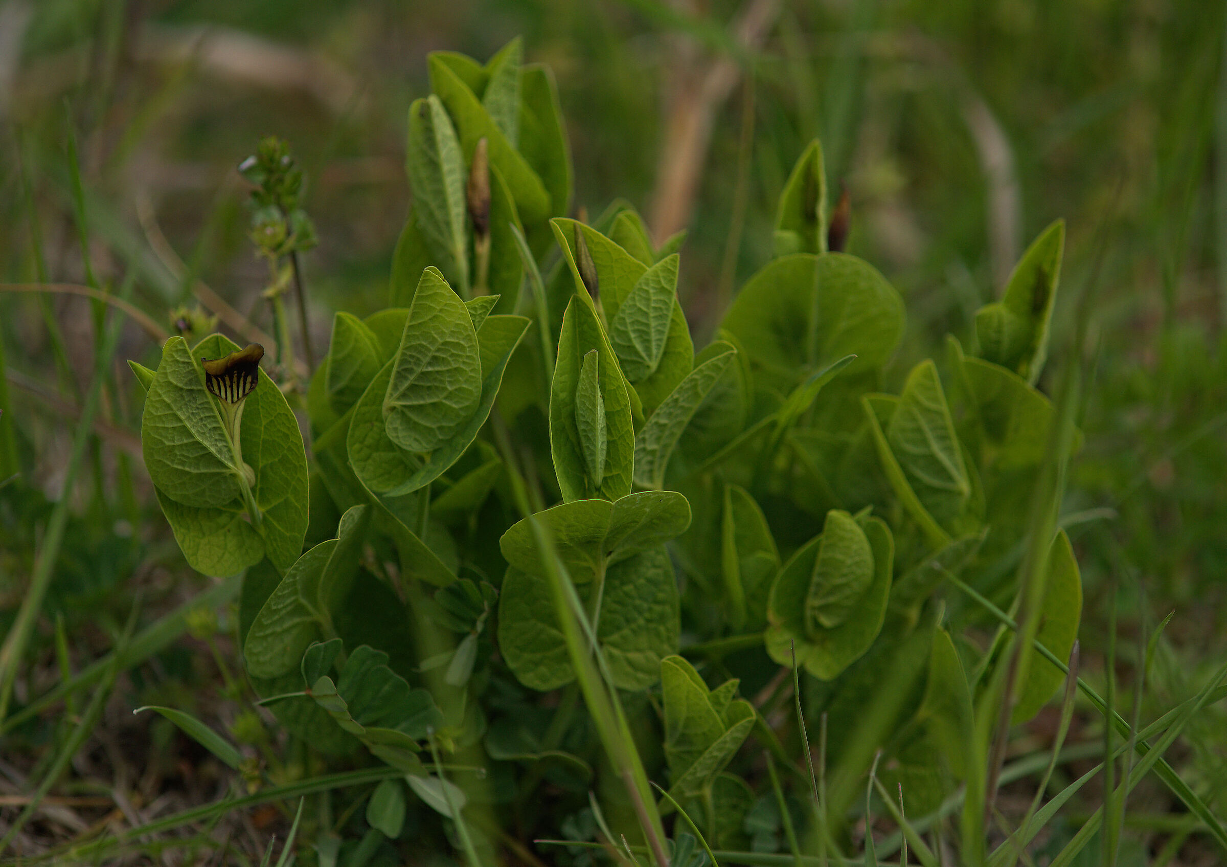Aristolochia rotunda