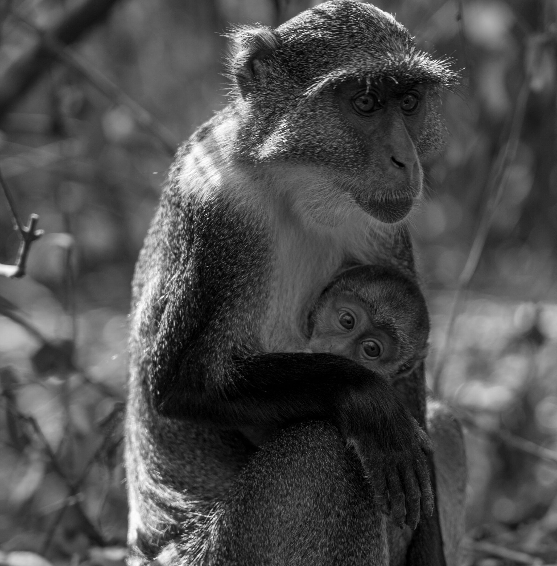 Maternal bond