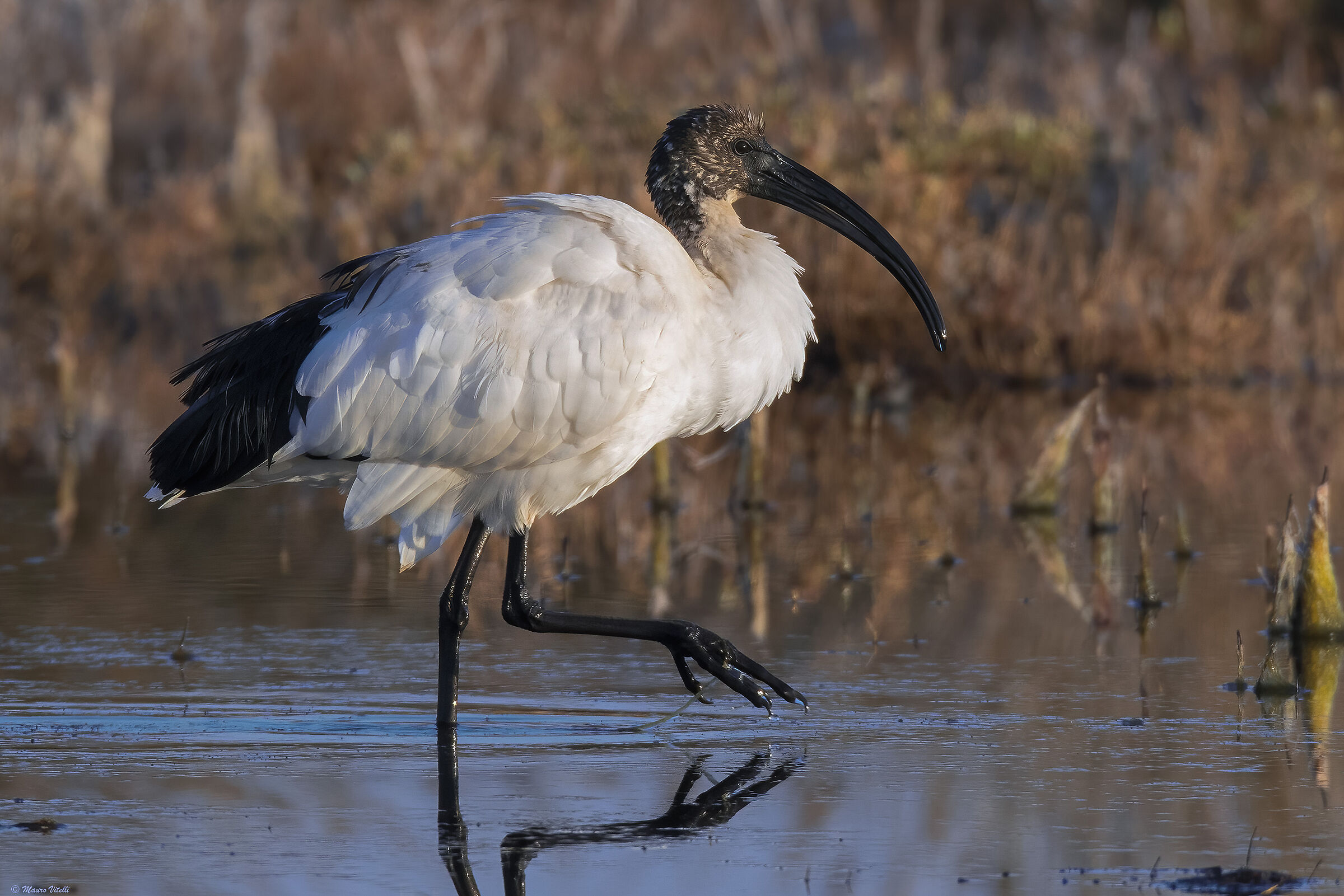 Sacred Ibis (Threskiornis aethiopicus)