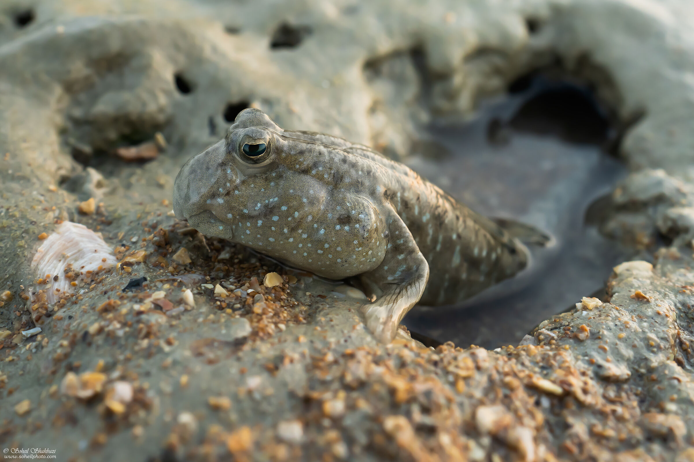 Mudskipper