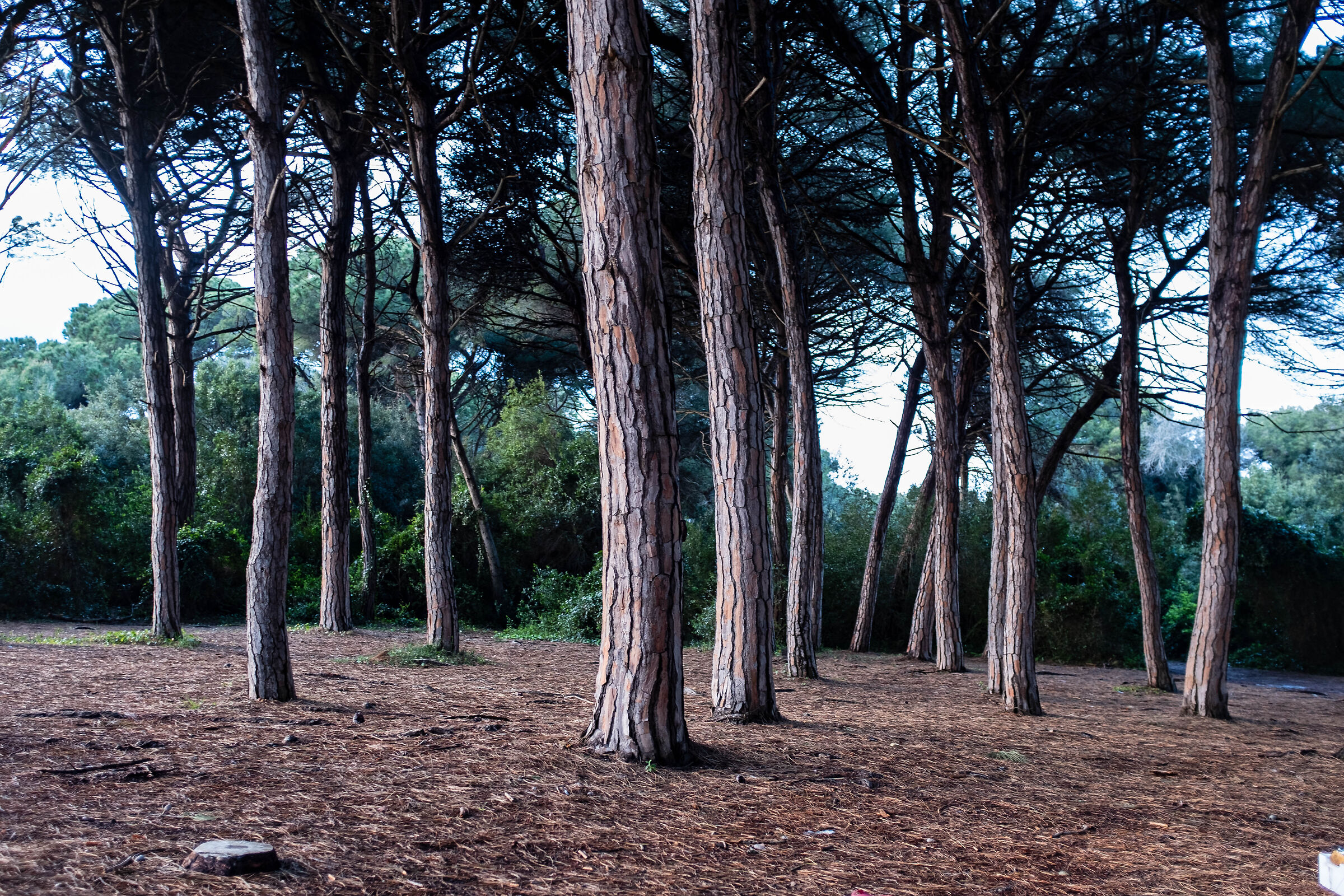 The light of a pine forest