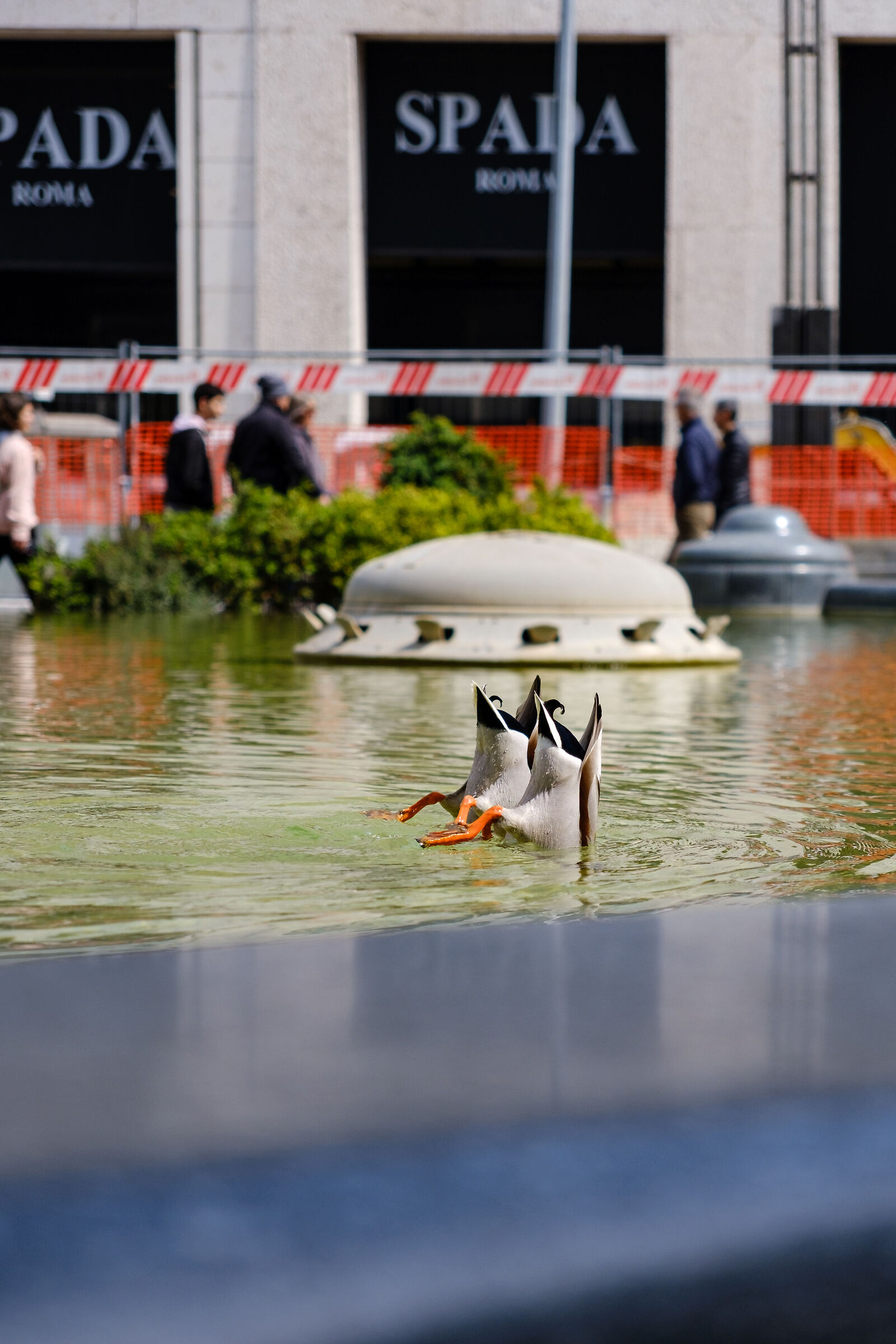 Synchronized swimming
