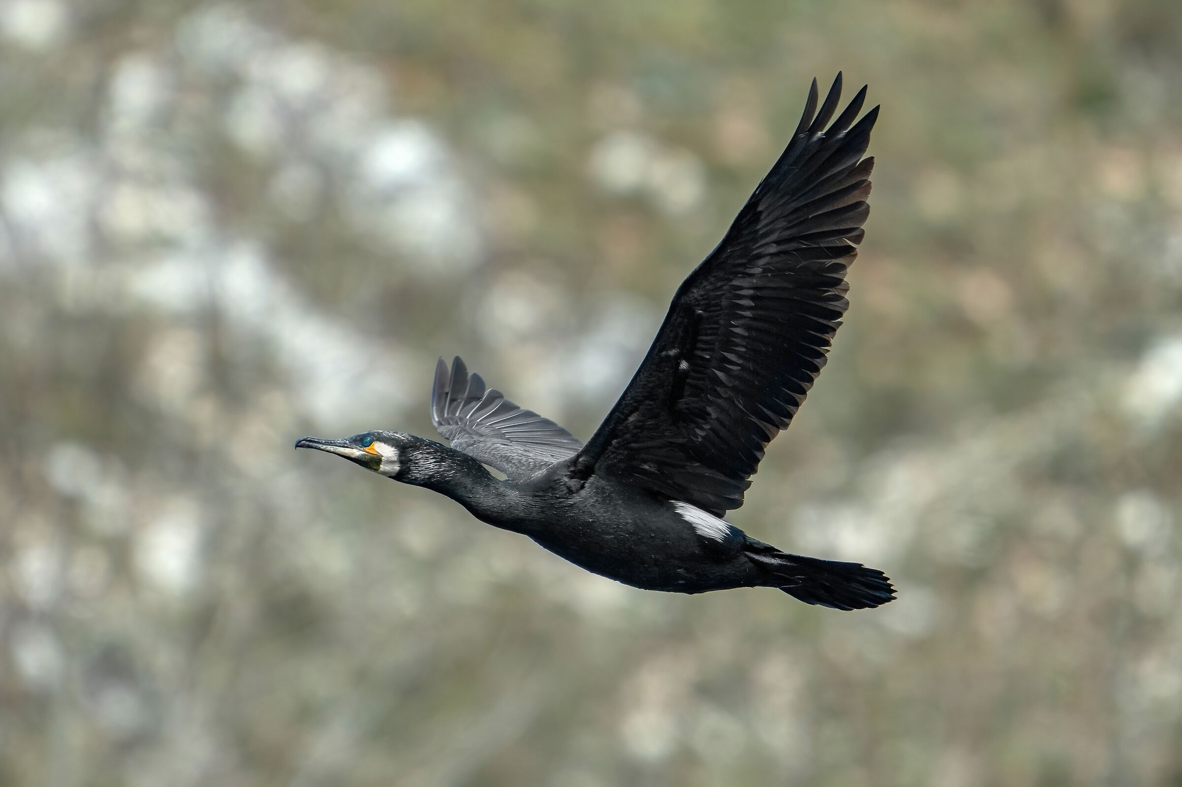 Cormorant (Phalacrocorax carbo)