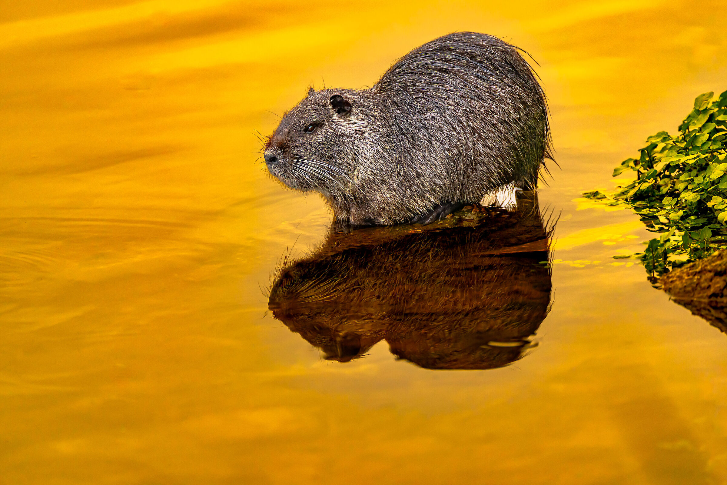 Riflessione di una Nutria a fine giorno...