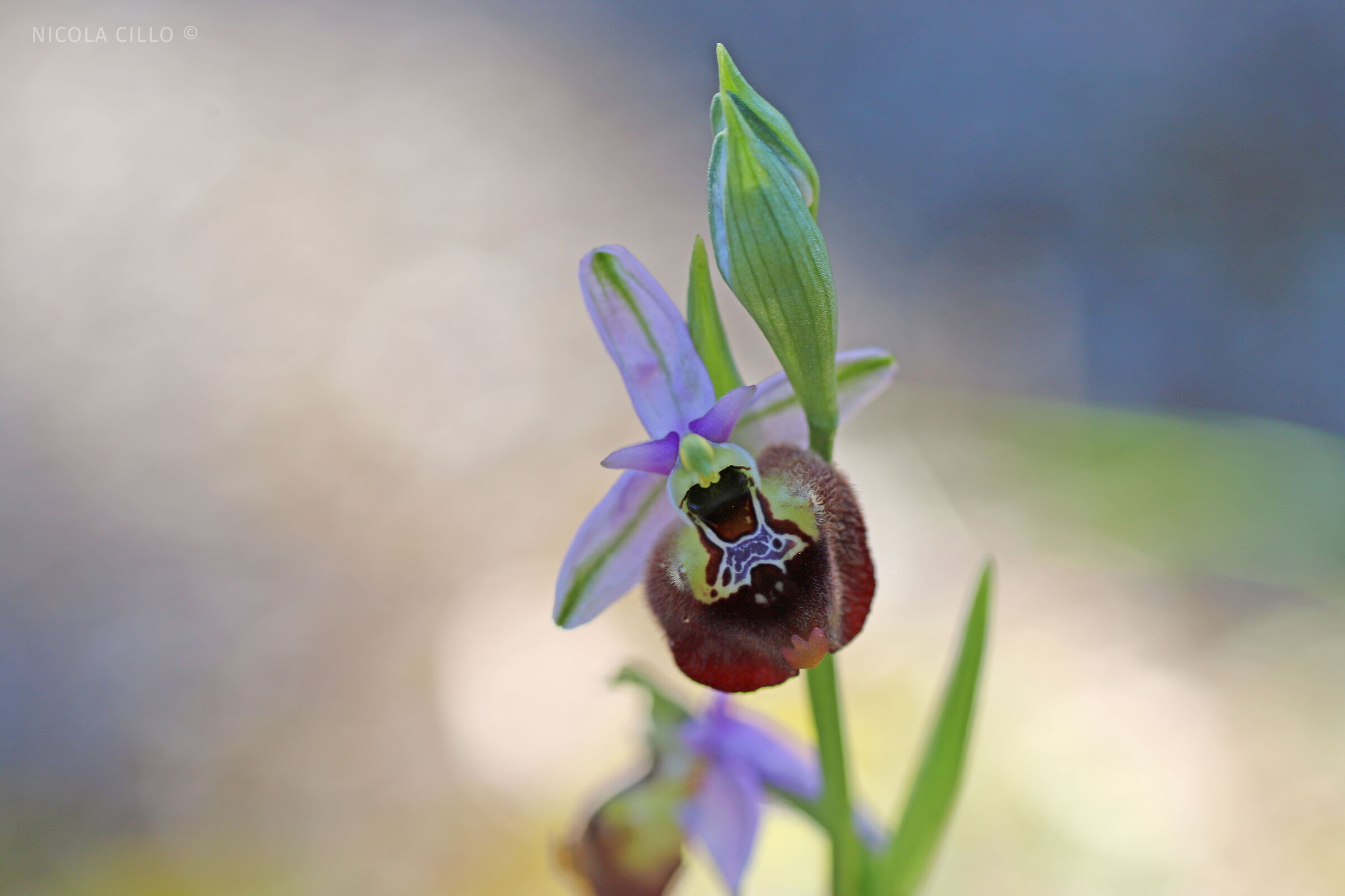 Ophrys parvimaculata