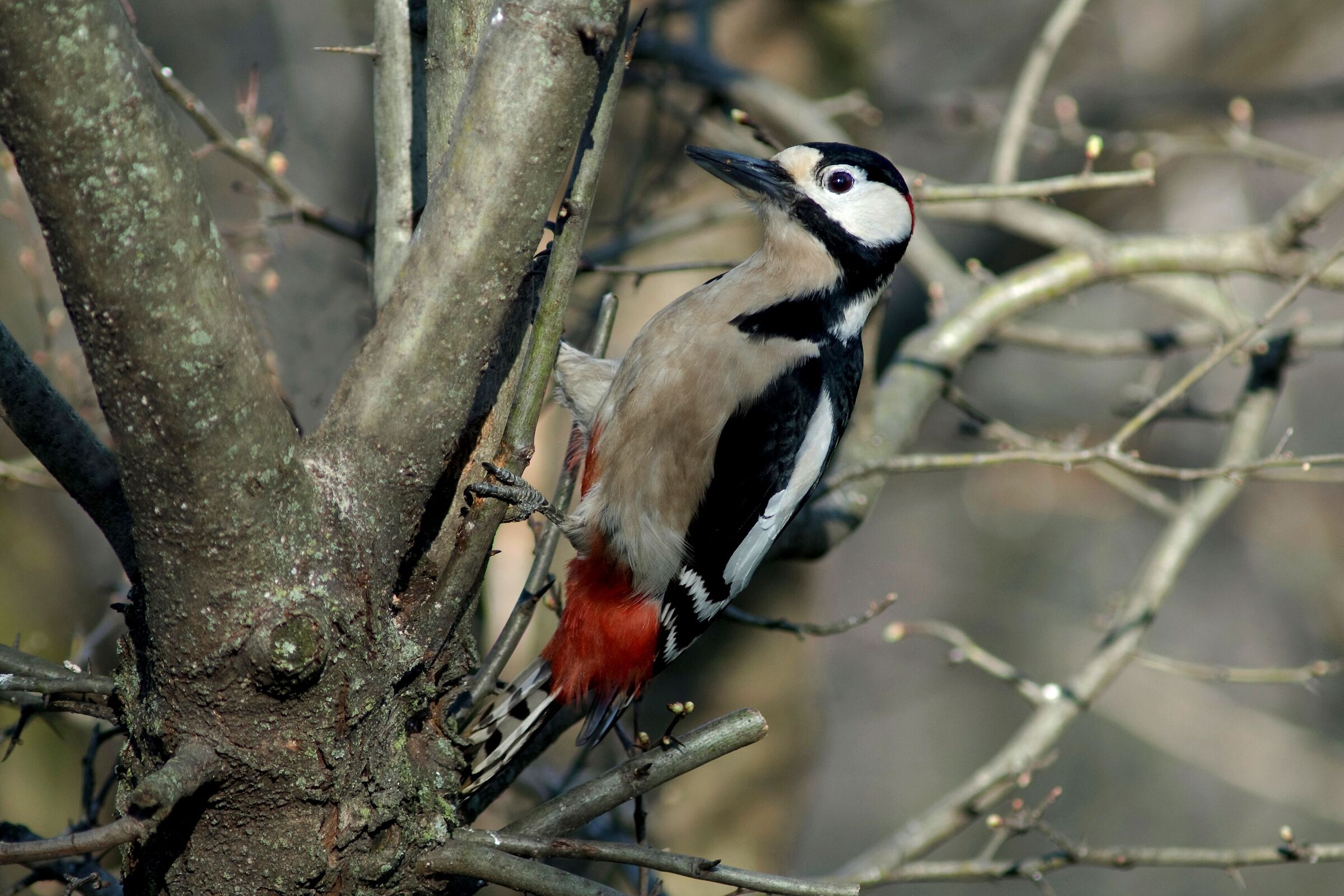 Great spotted woodpecker