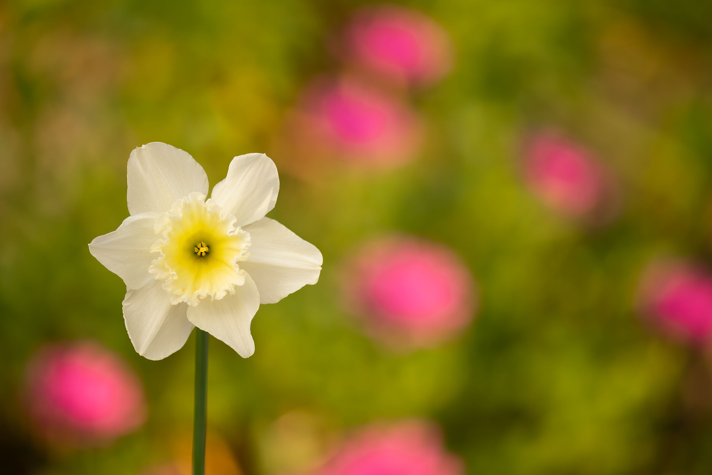 I colori della primavera