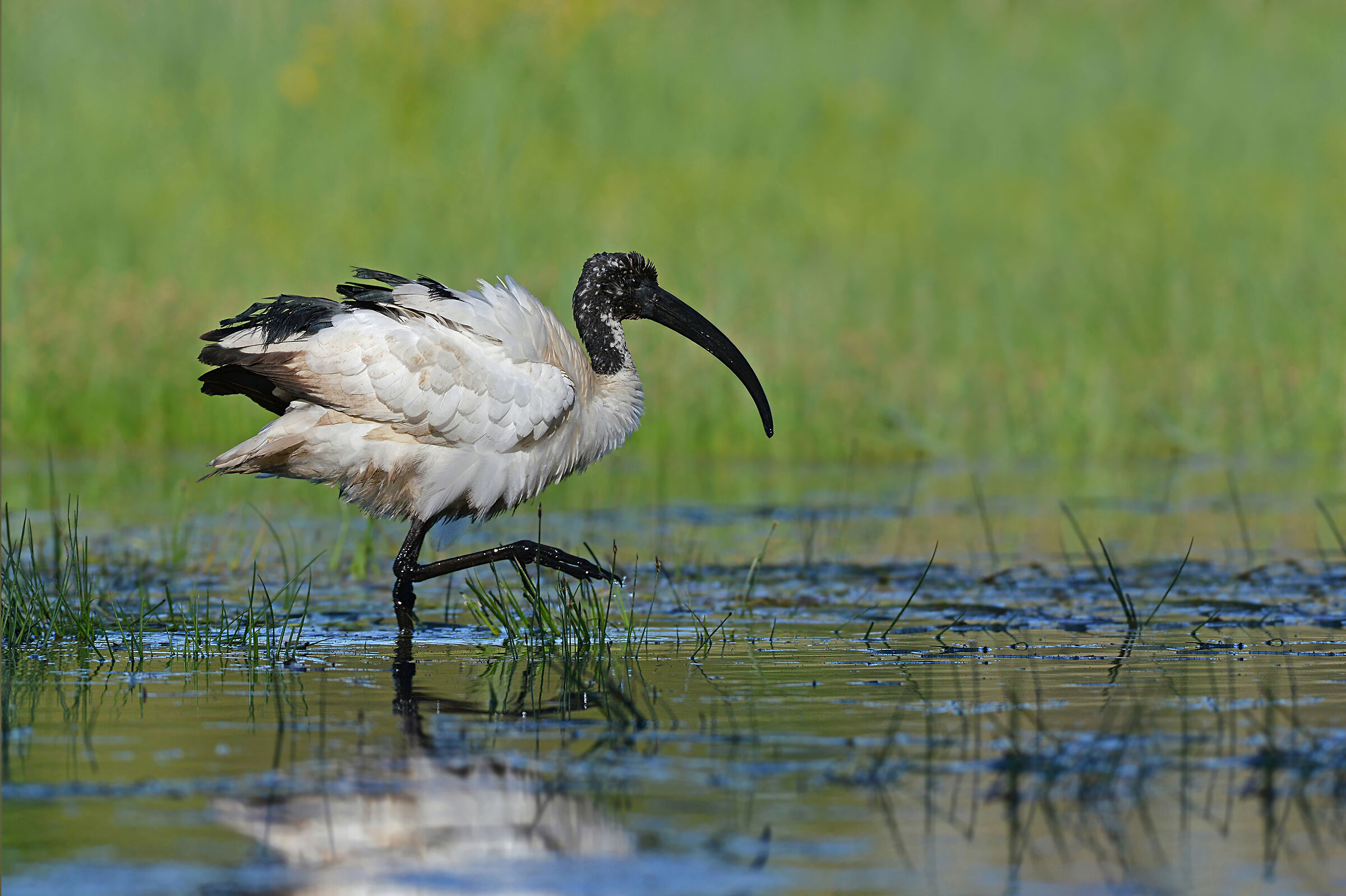 Feather Stories 3 (Sacred Ibis)