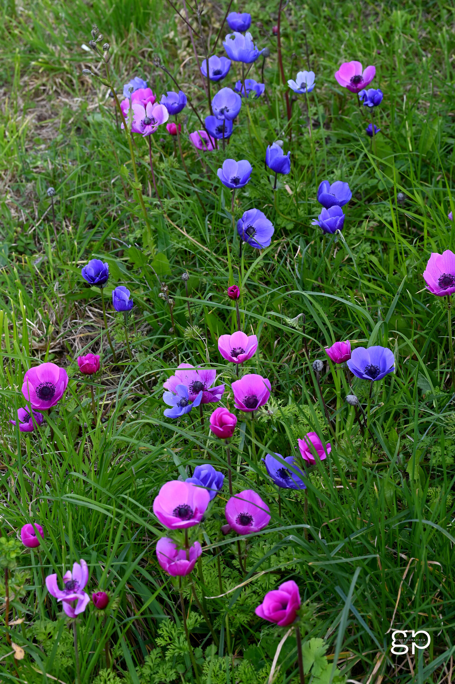 Explosion of colors