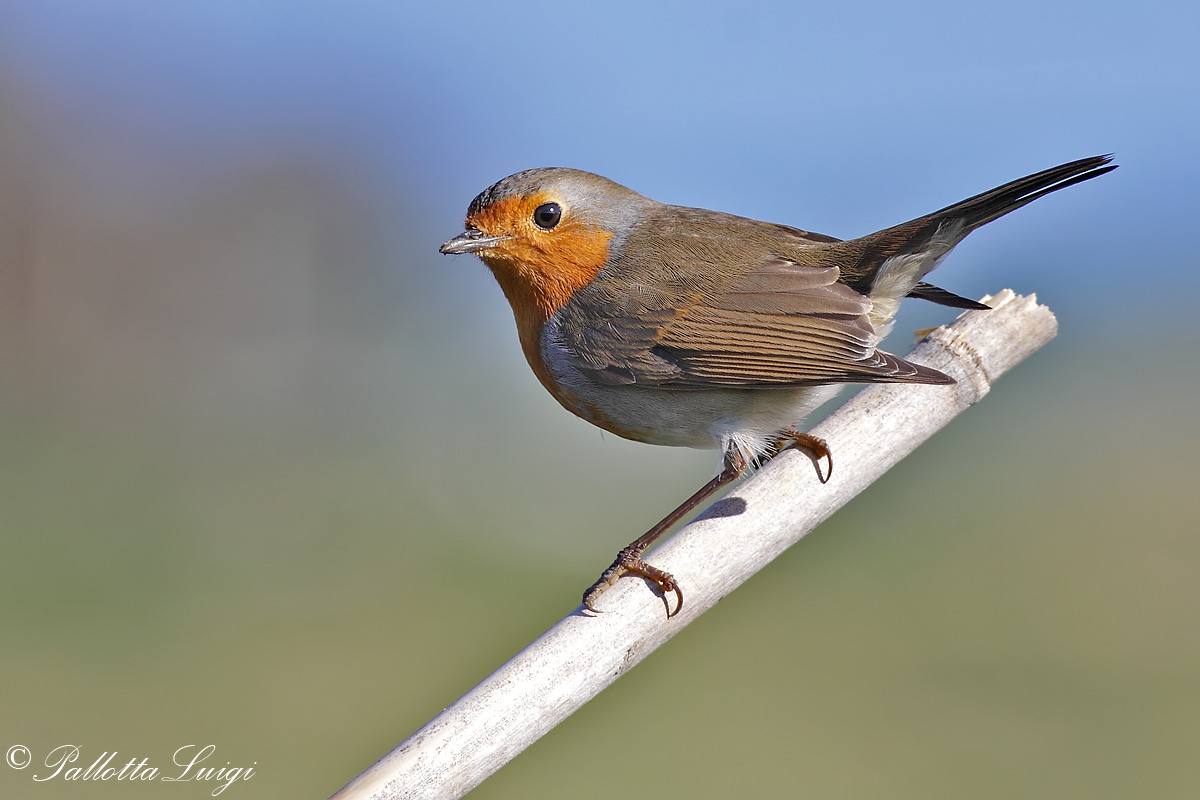 Robin (Erithacus rubecula)
