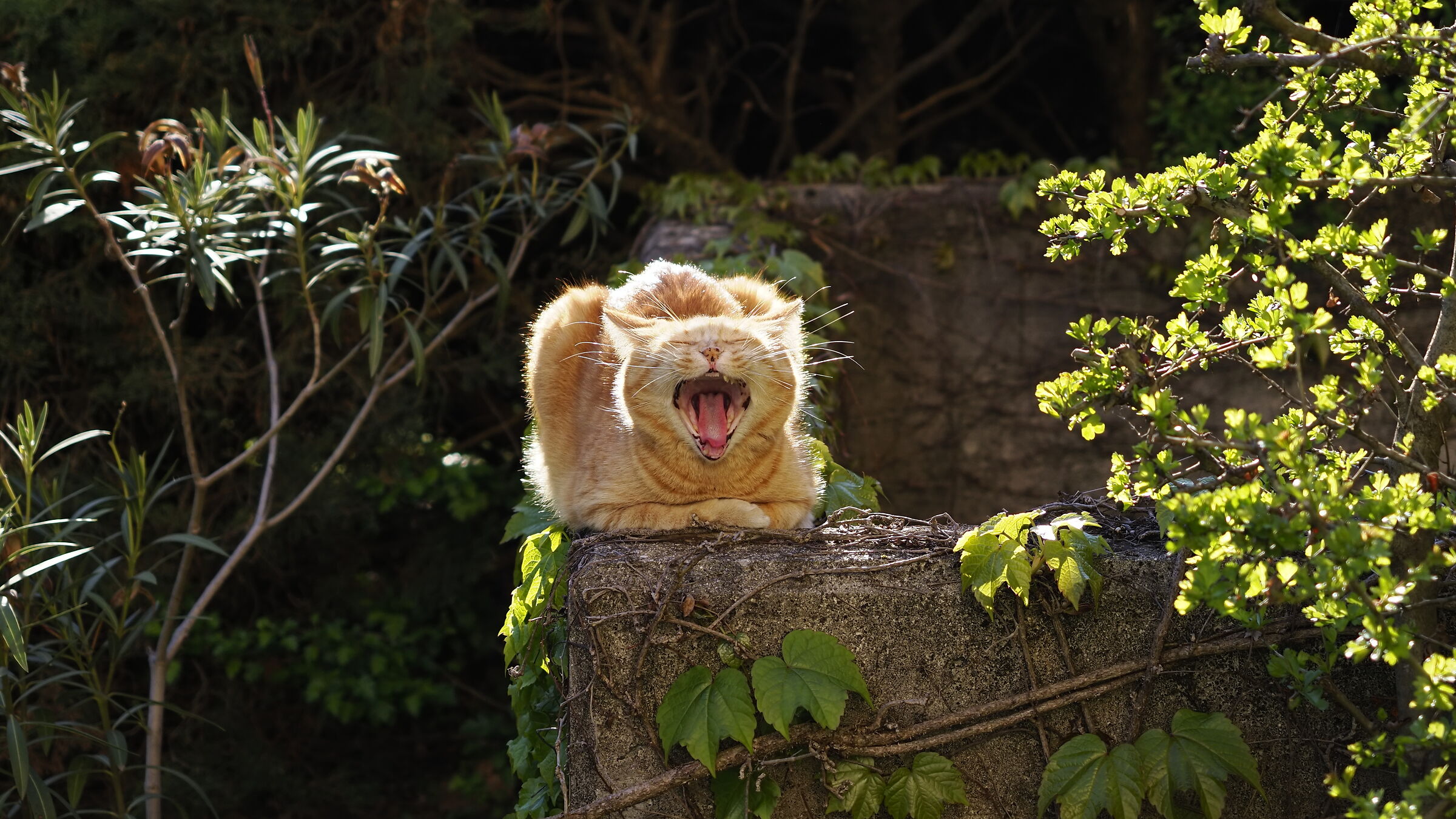 "solargatto" lente vintage riscossa 2