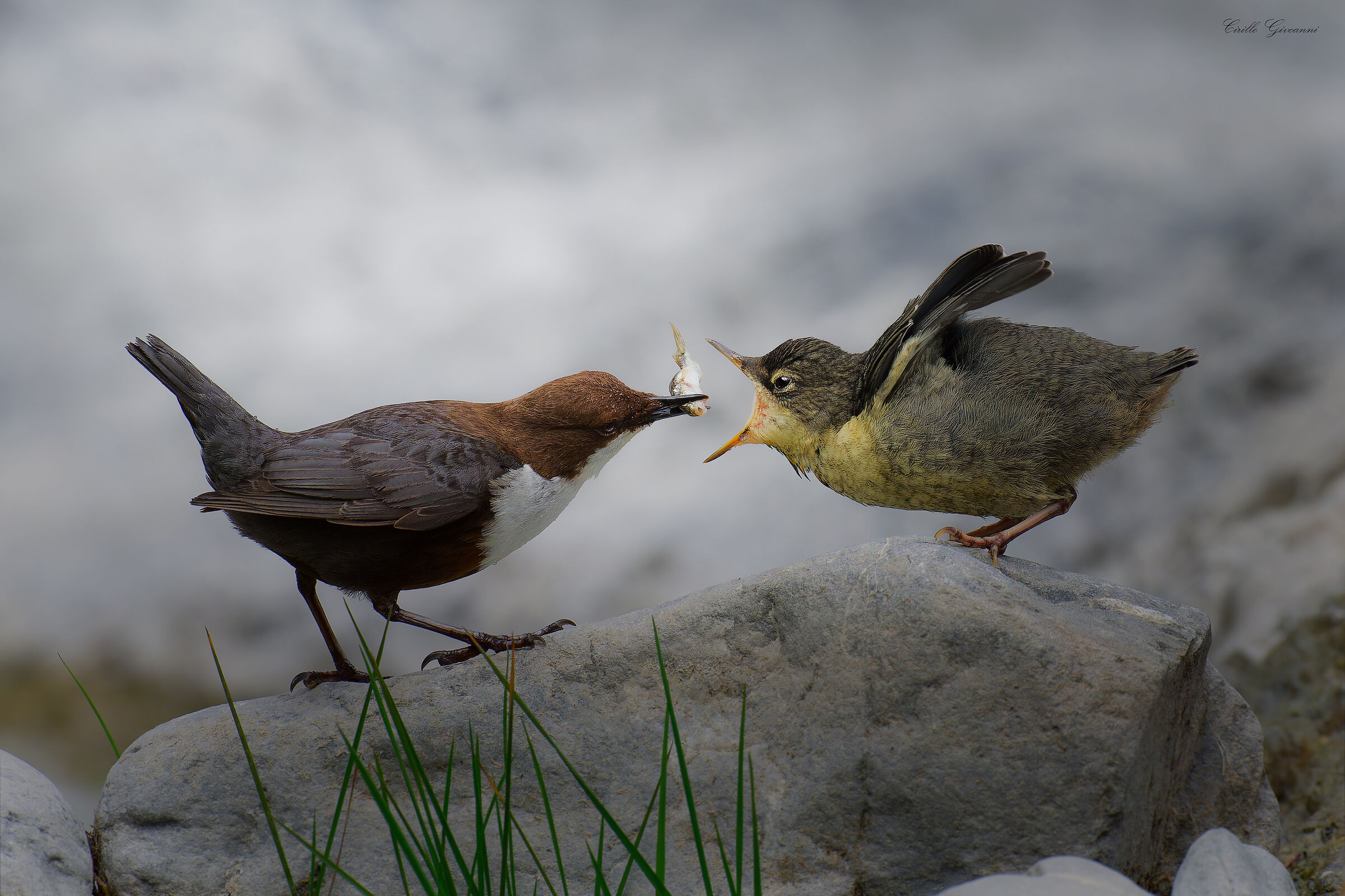 WHITE-THROATED DIPPER