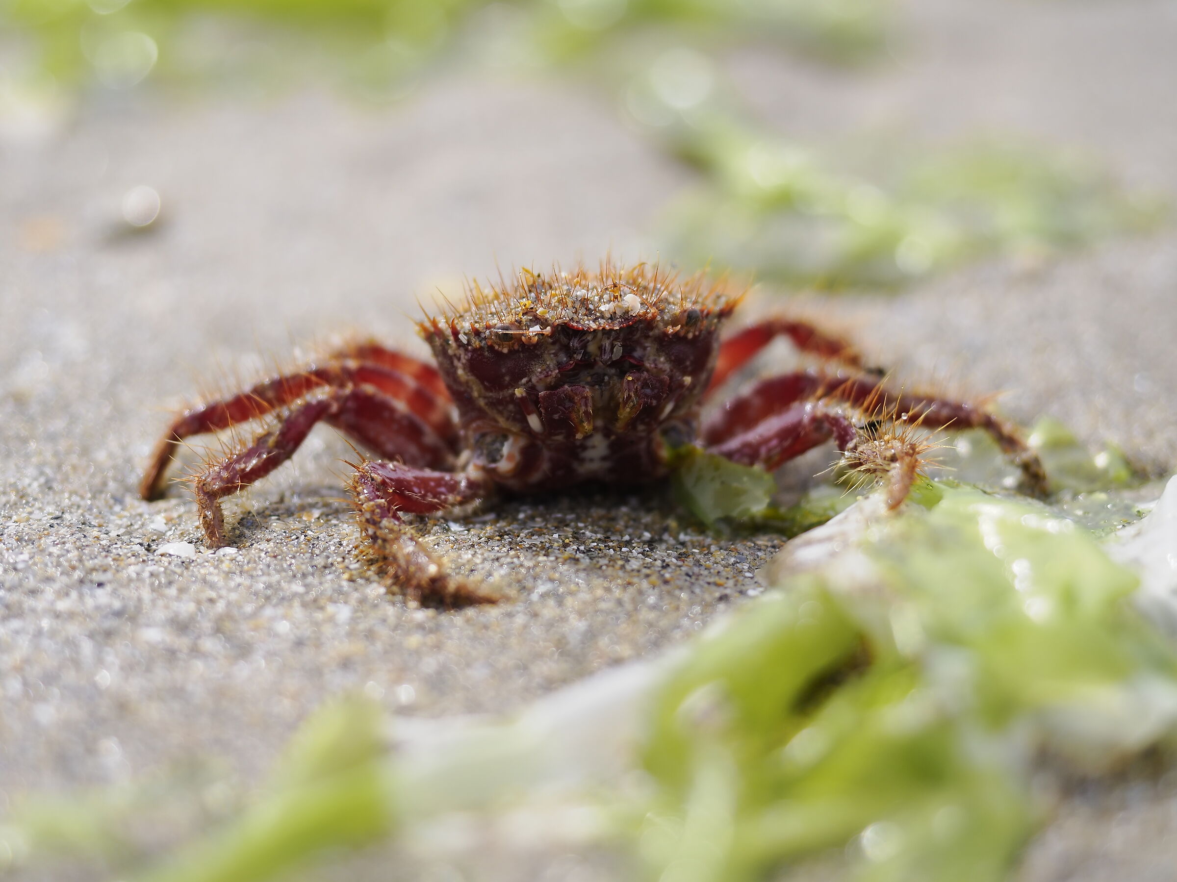 Mr Crab
