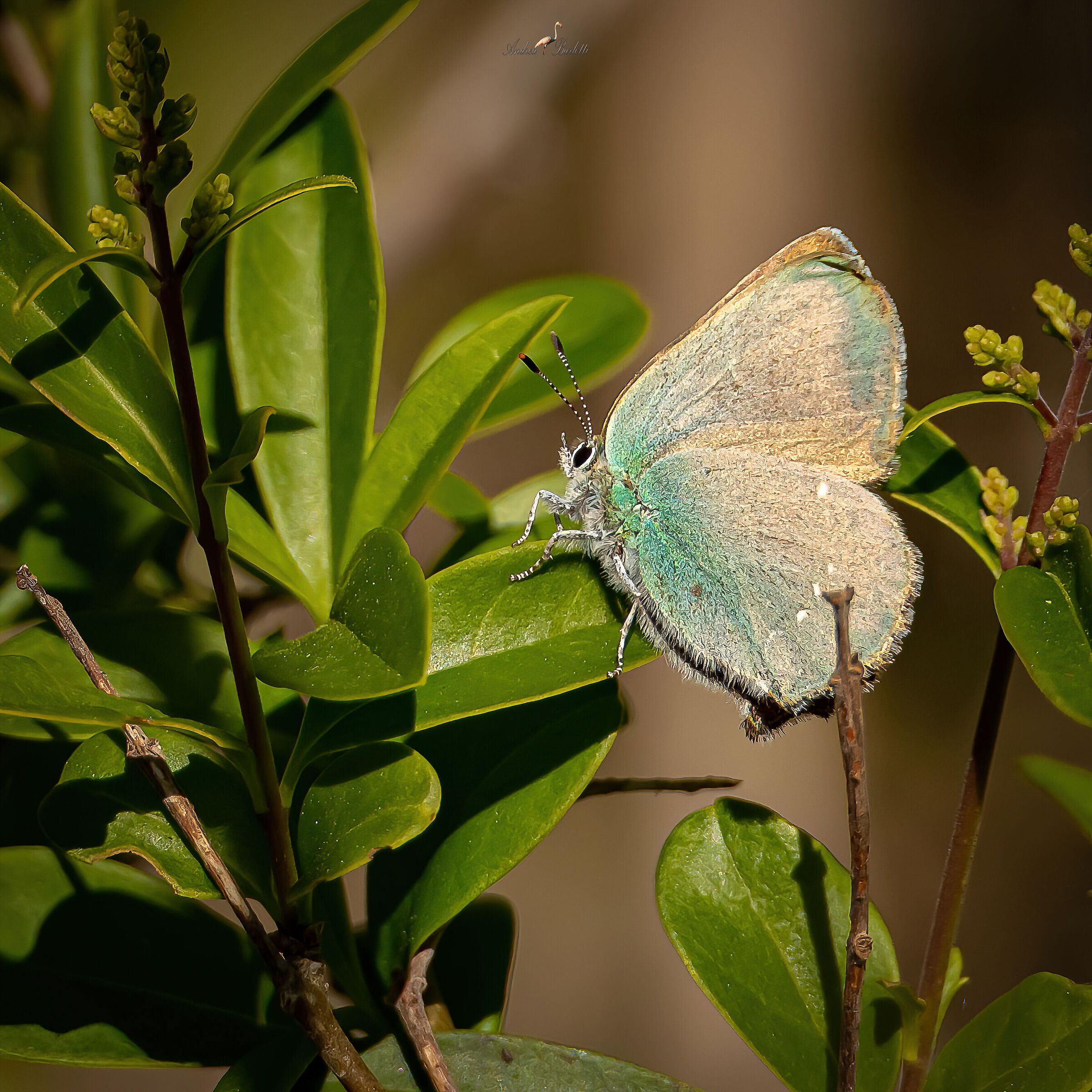 Callophrys rubi (Tecla del bramble)