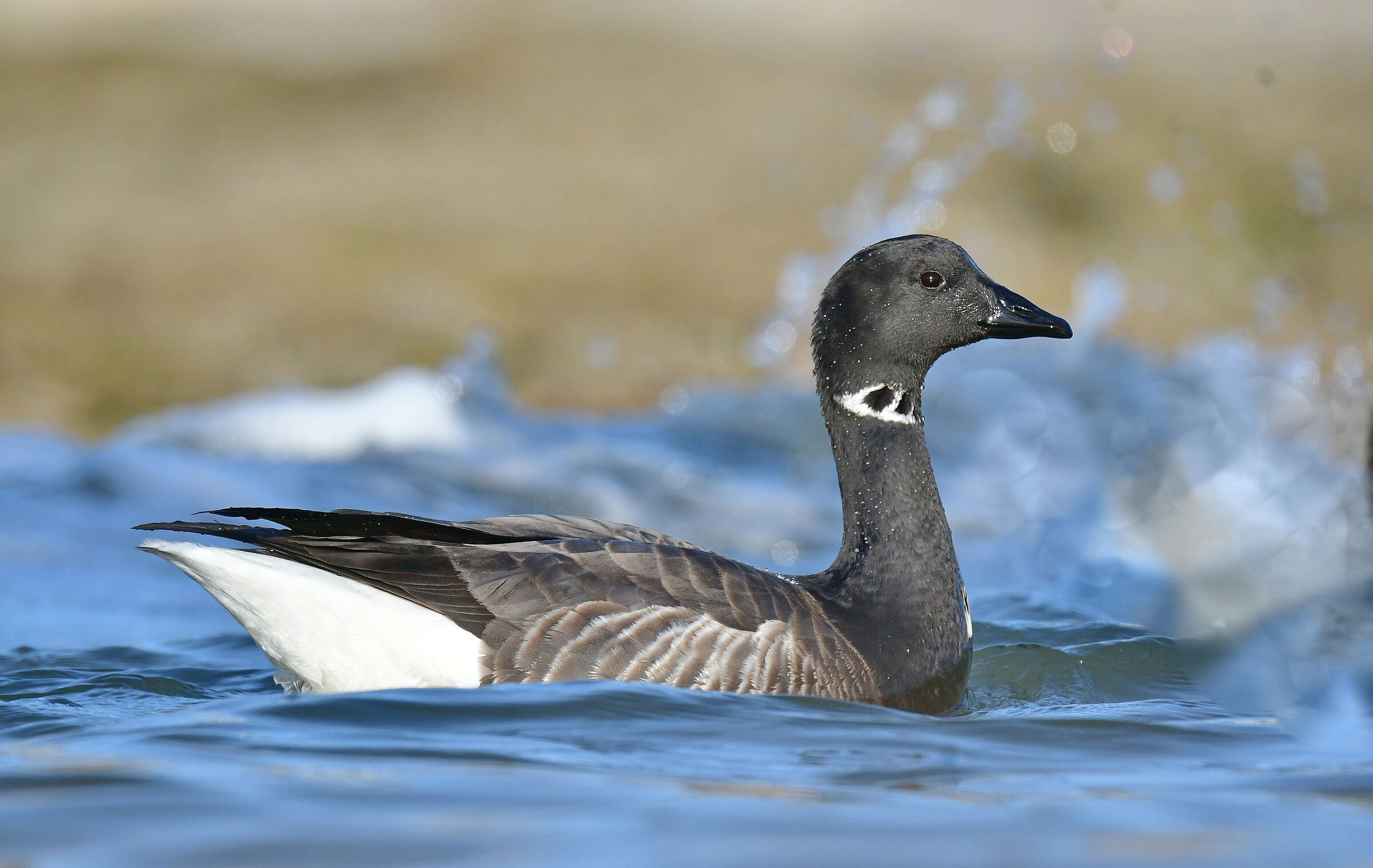 Branta bernicla