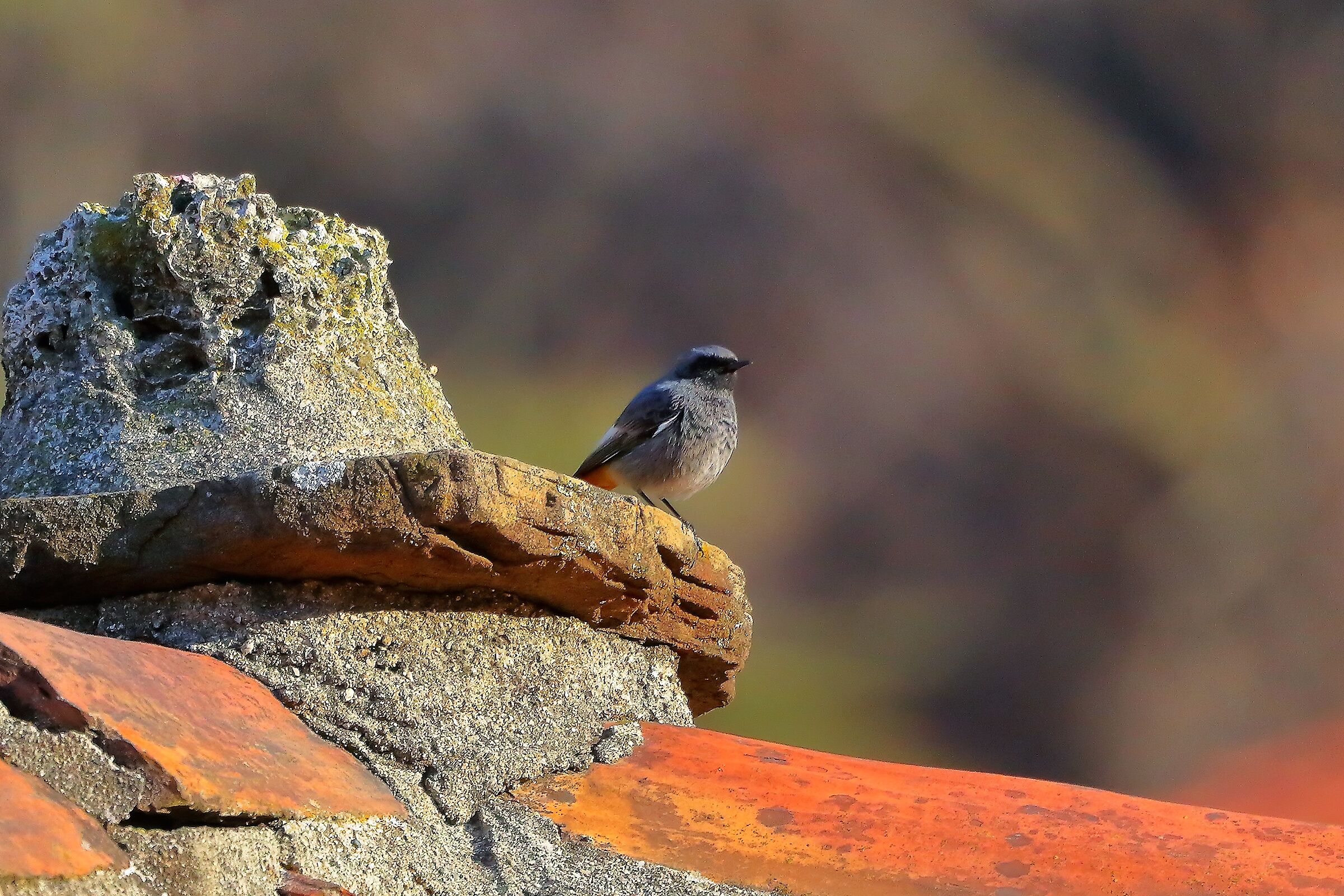 Codirosso 10 febbraio 2023