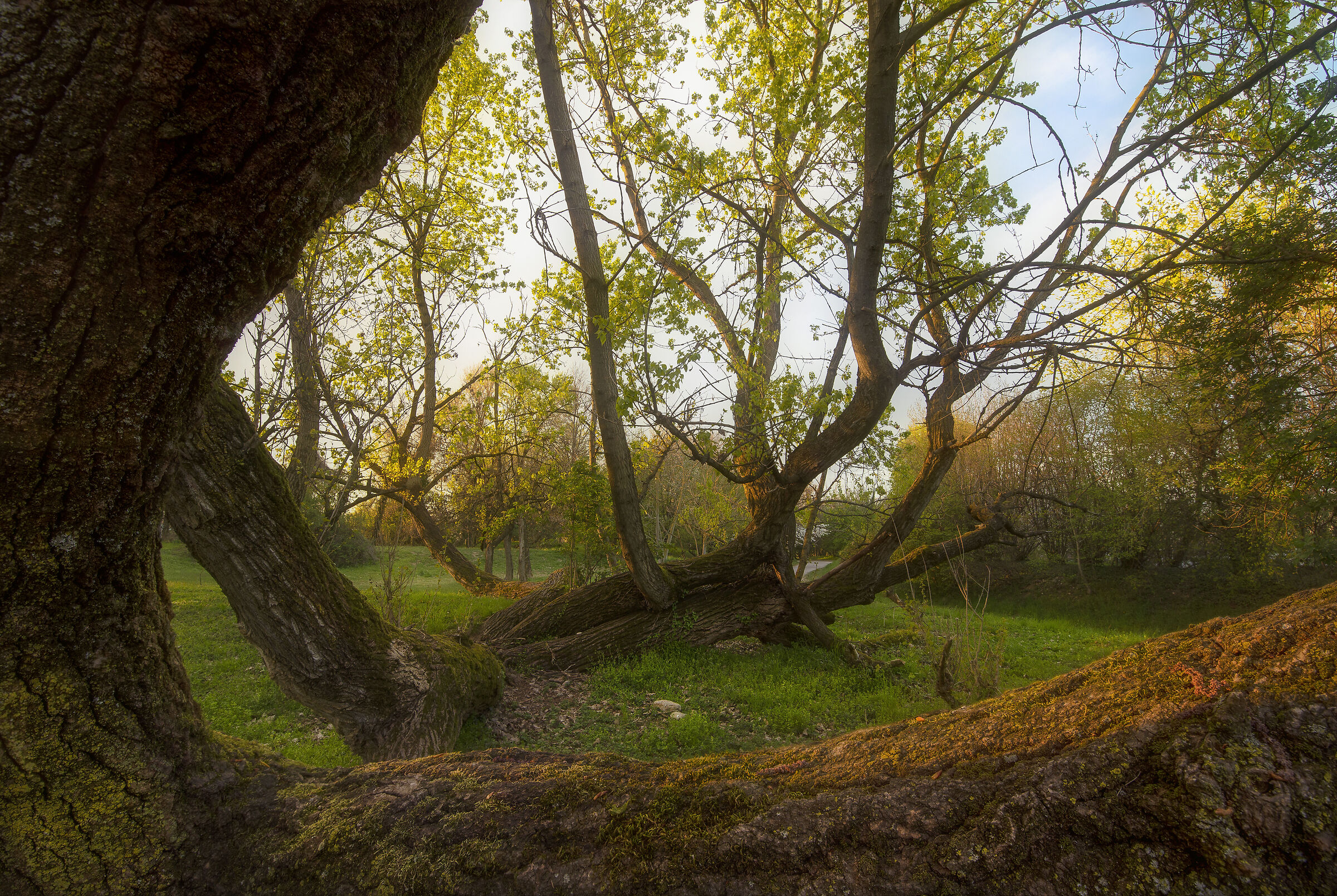 light in the branches