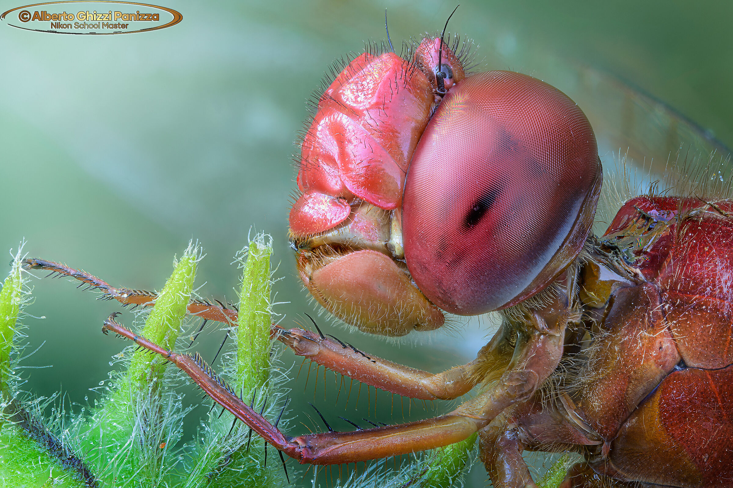 Profilo di libellula rossa