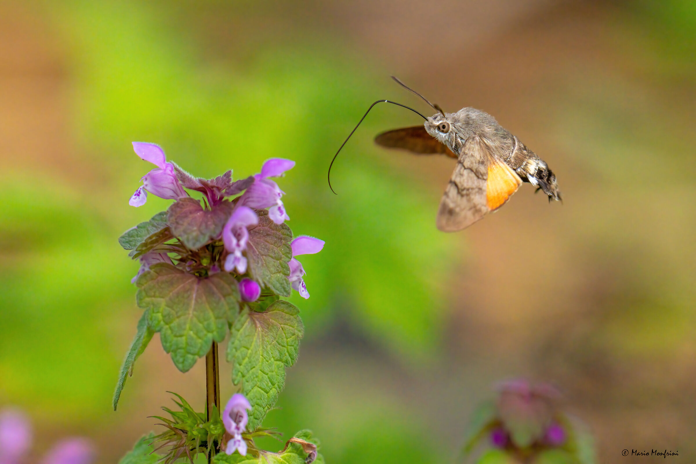 Macroglossum stellatarum