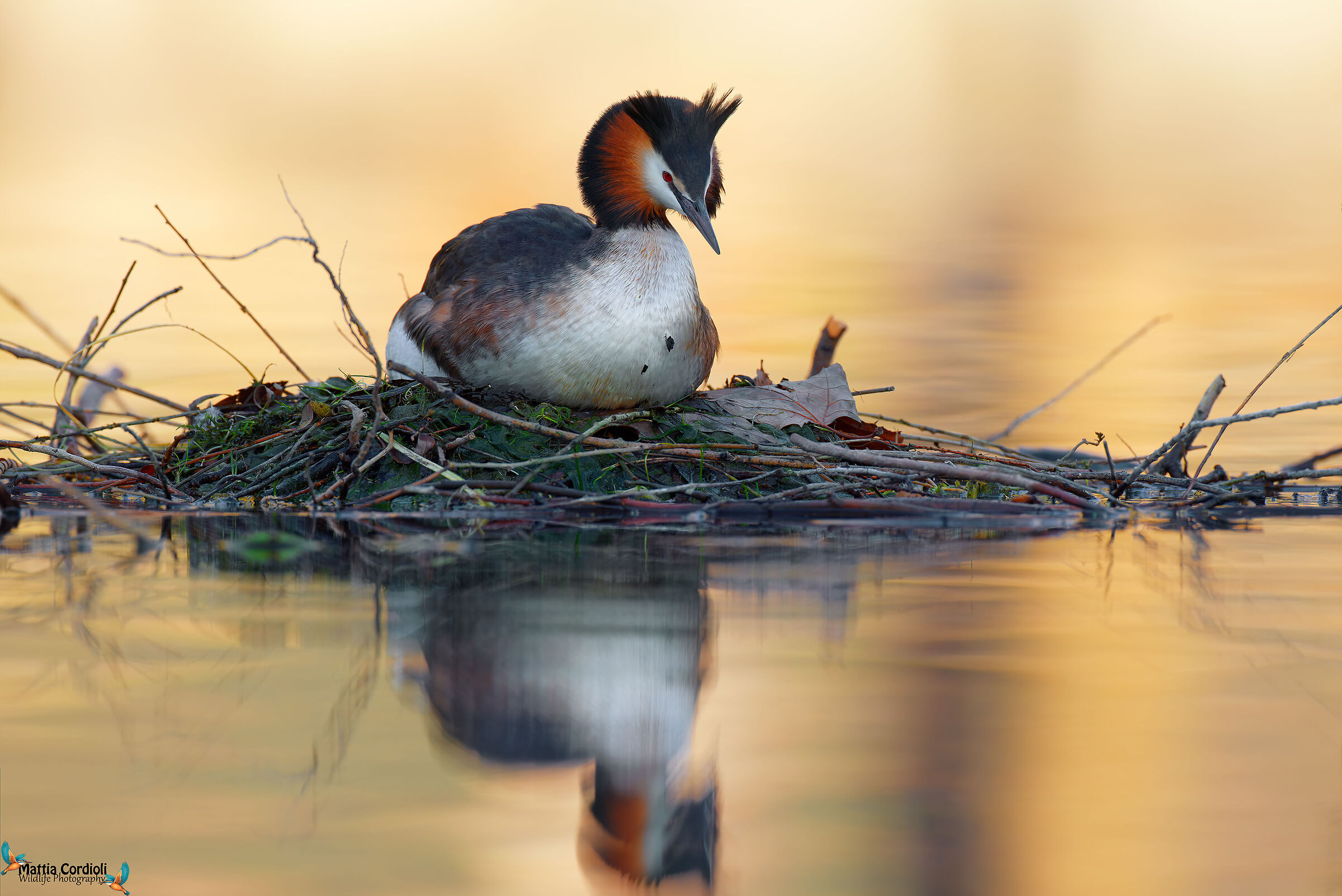 Grebe at the nest
