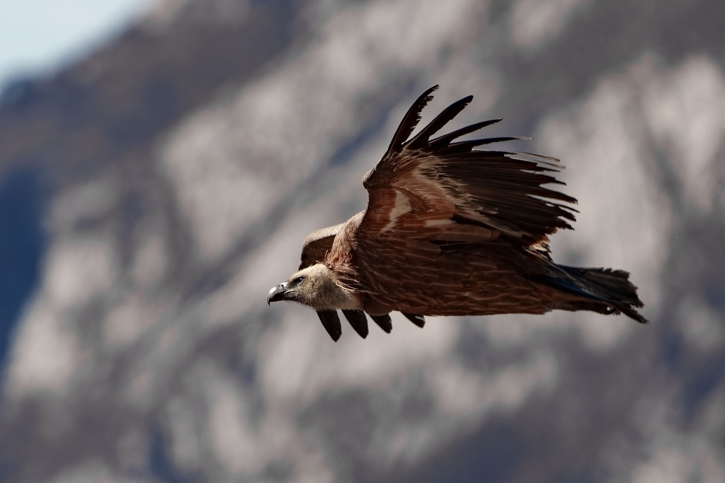 Griffon in flight 2023