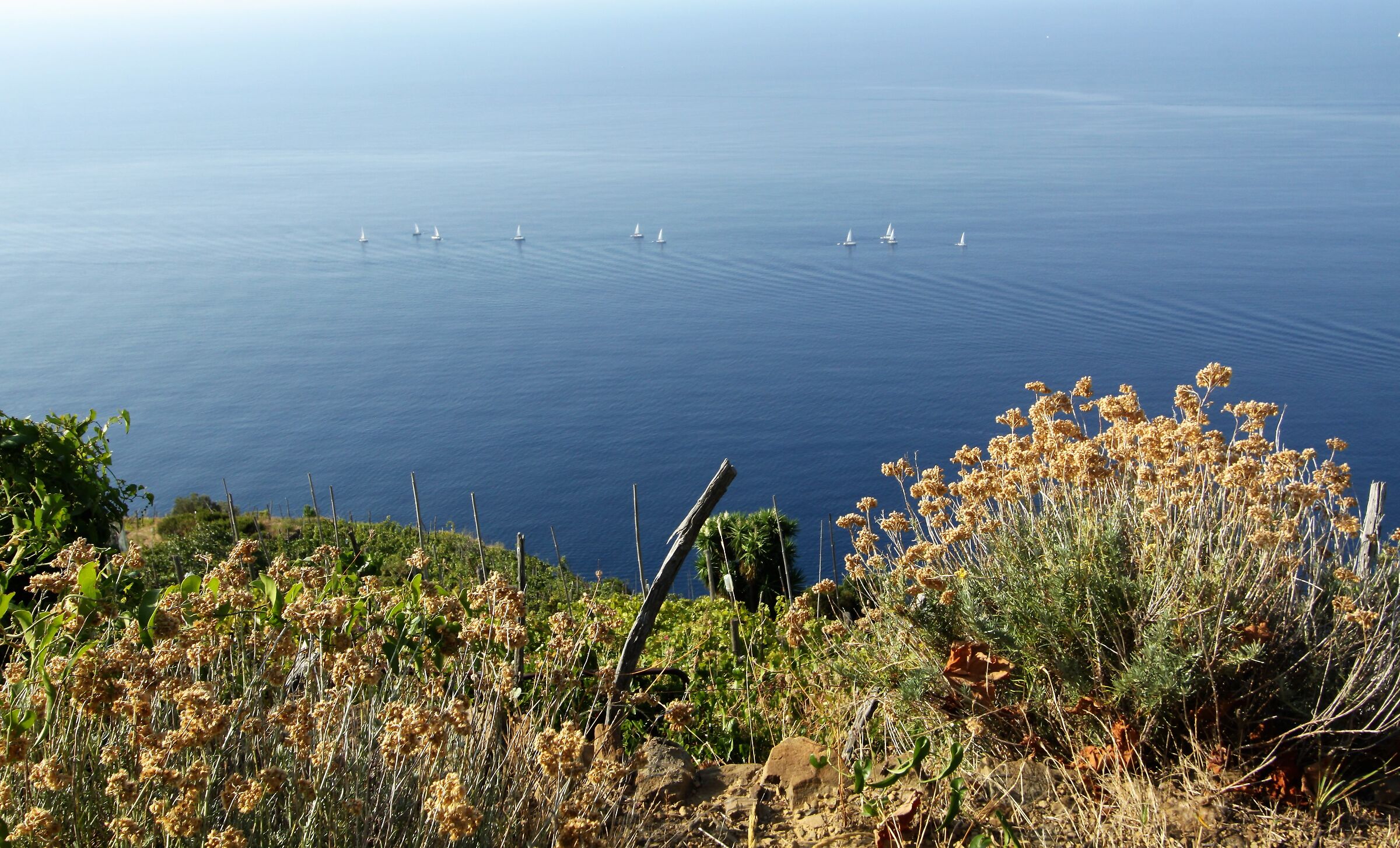Durante vendemmia