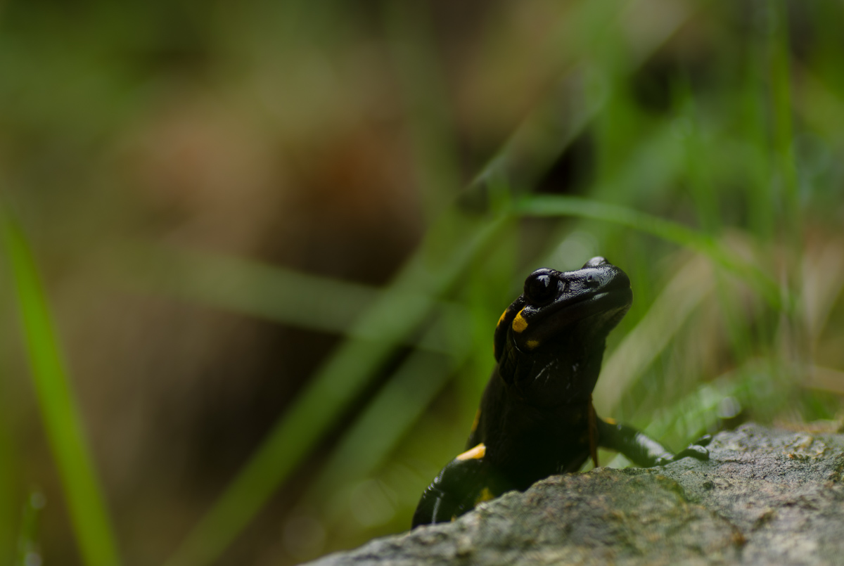 Salamndra salamandra