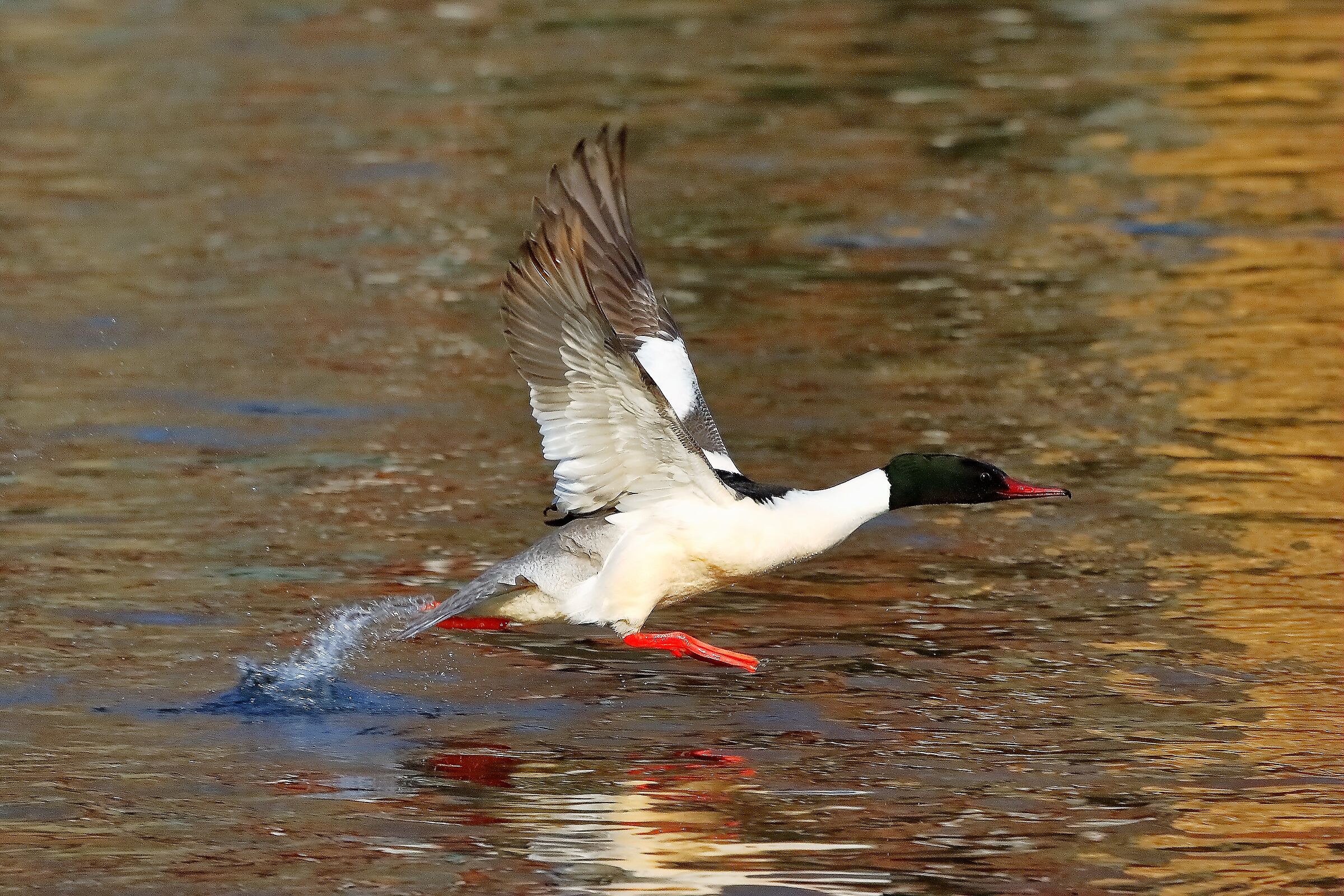 Smergo M 17 febbraio 2023